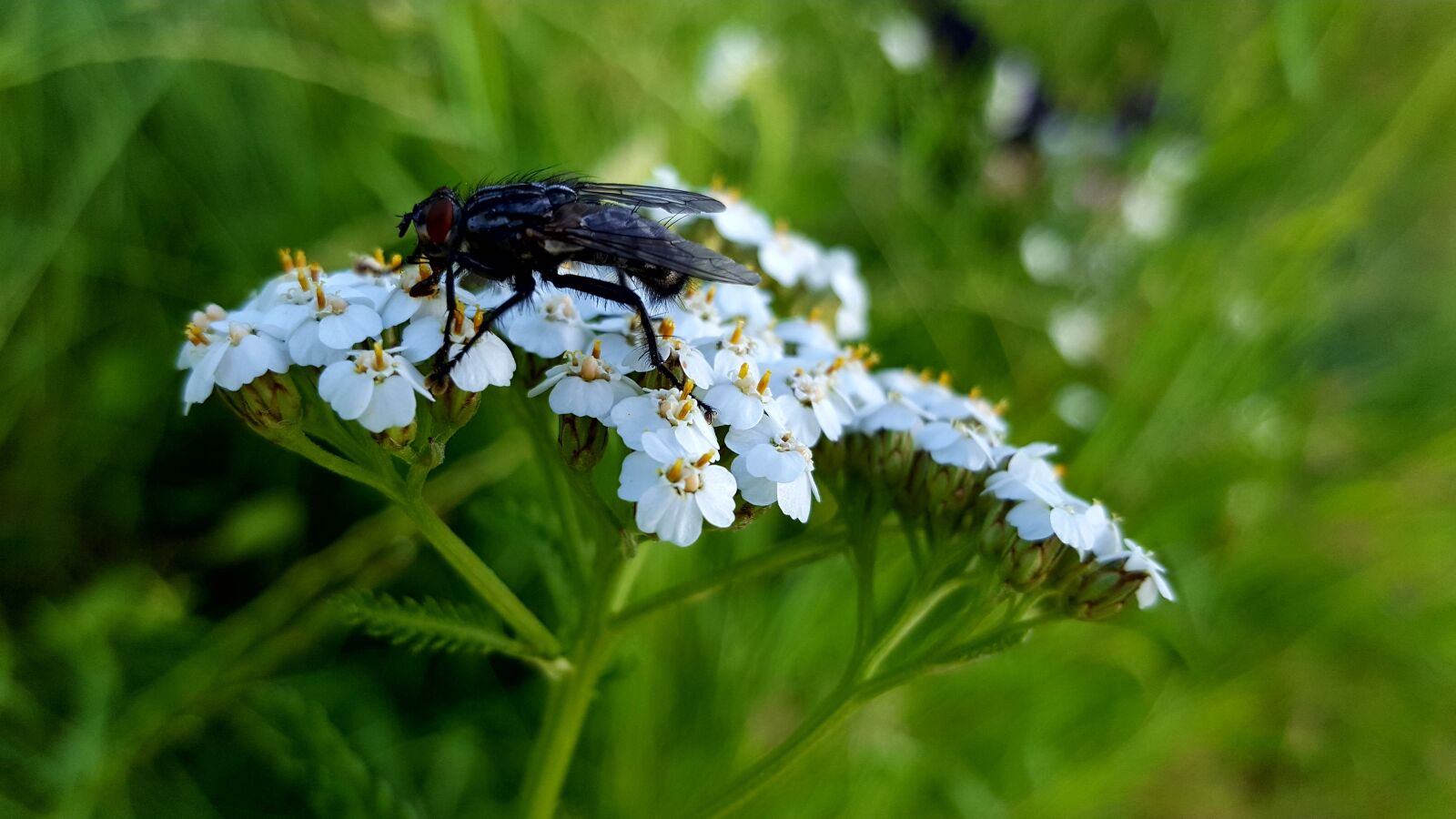 Samsung Galaxy S6 sample photo. Nature, insect, leaf photography