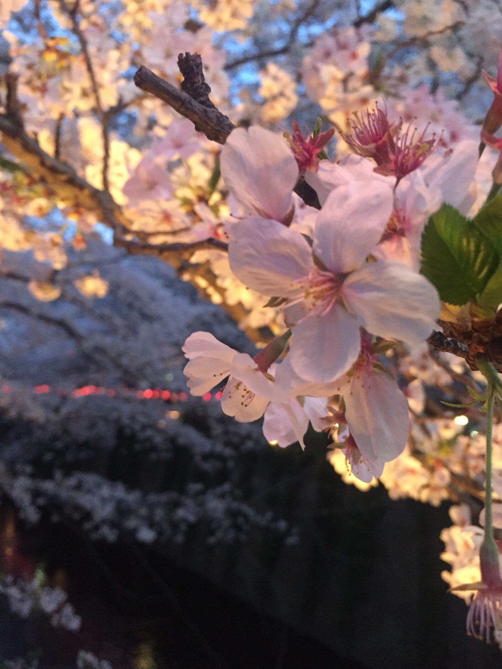 iPhone 6 back camera 4.15mm f/2.2 sample photo. Sakura, 桜, spring photography