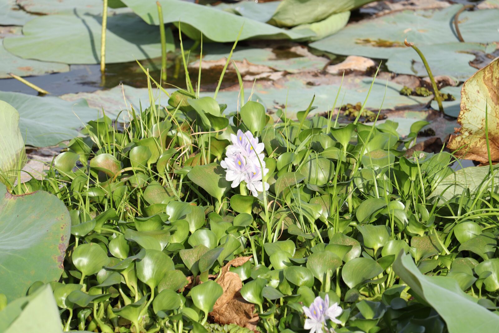 Canon EOS 250D (EOS Rebel SL3 / EOS Kiss X10 / EOS 200D II) sample photo. Kerala, water, leaves photography