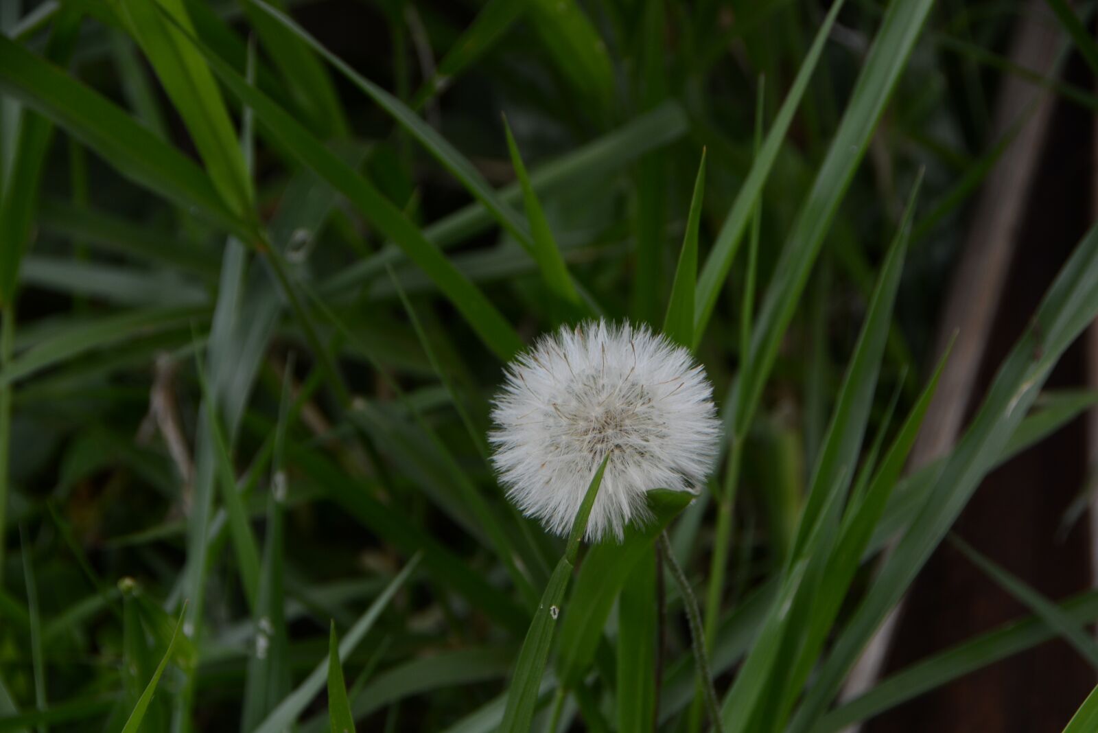 Nikon D7100 sample photo. Flower, grass, mato photography