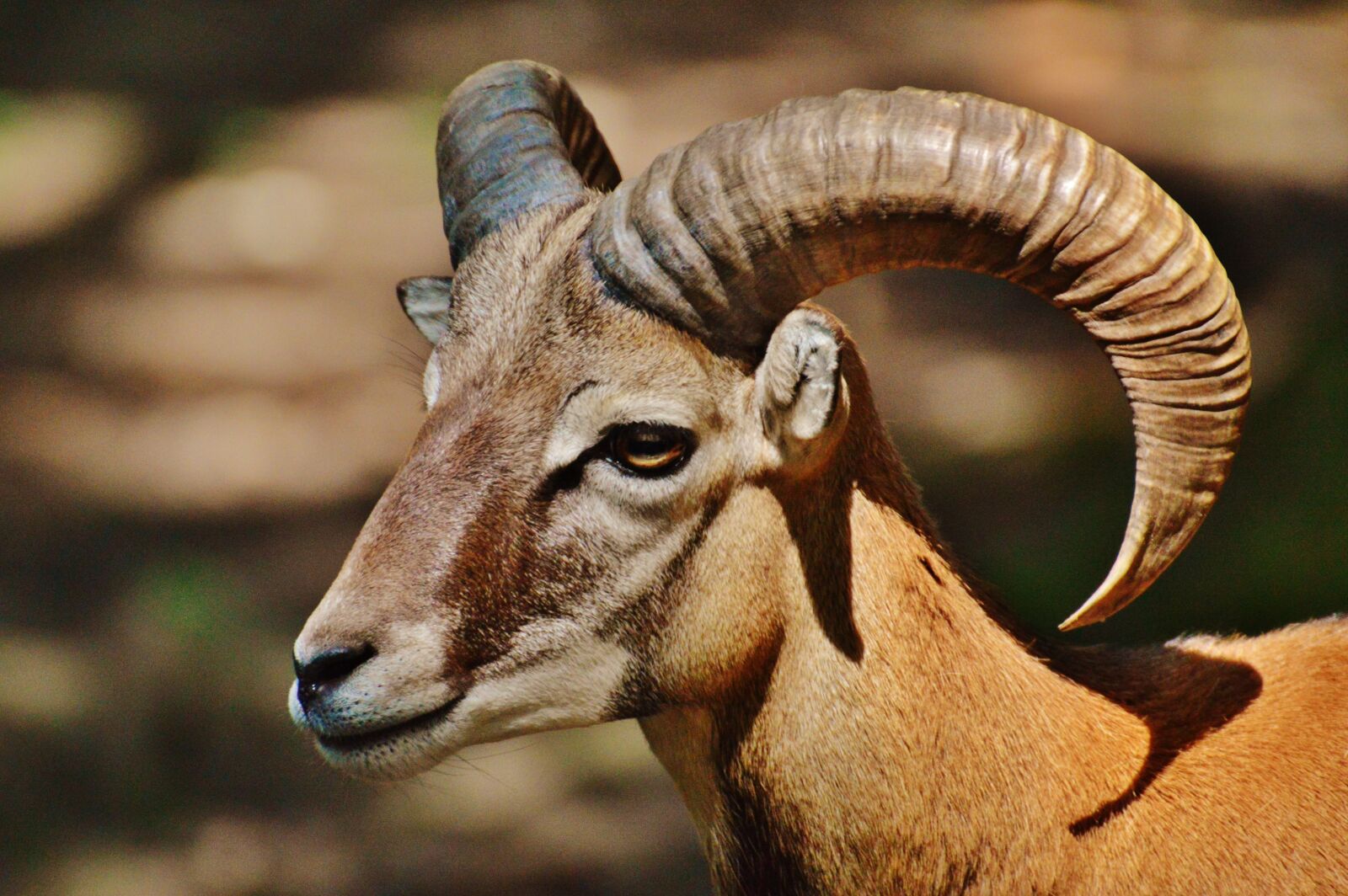 Nikon D3200 sample photo. Aries, wild, free running photography
