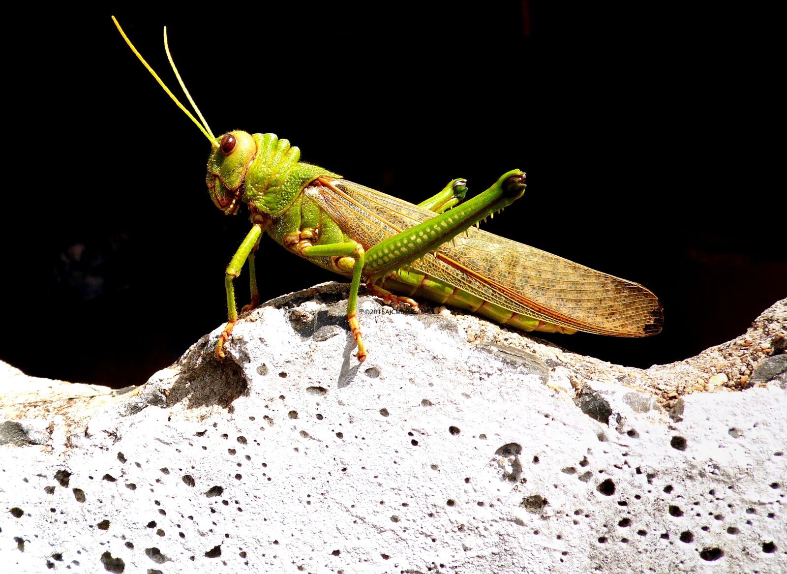 Samsung WB100/  WB101 sample photo. Grasshopper, insect, nature photography