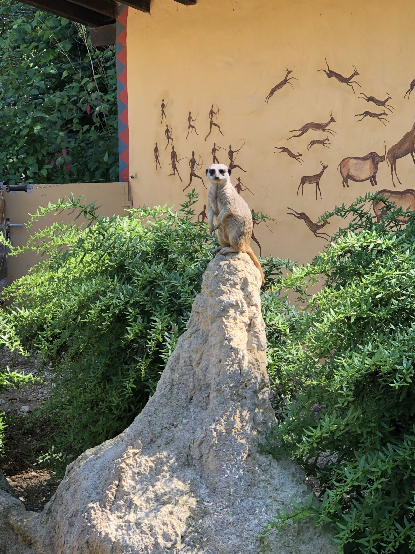 Apple iPhone X sample photo. Meerkat, zoo, straubing photography