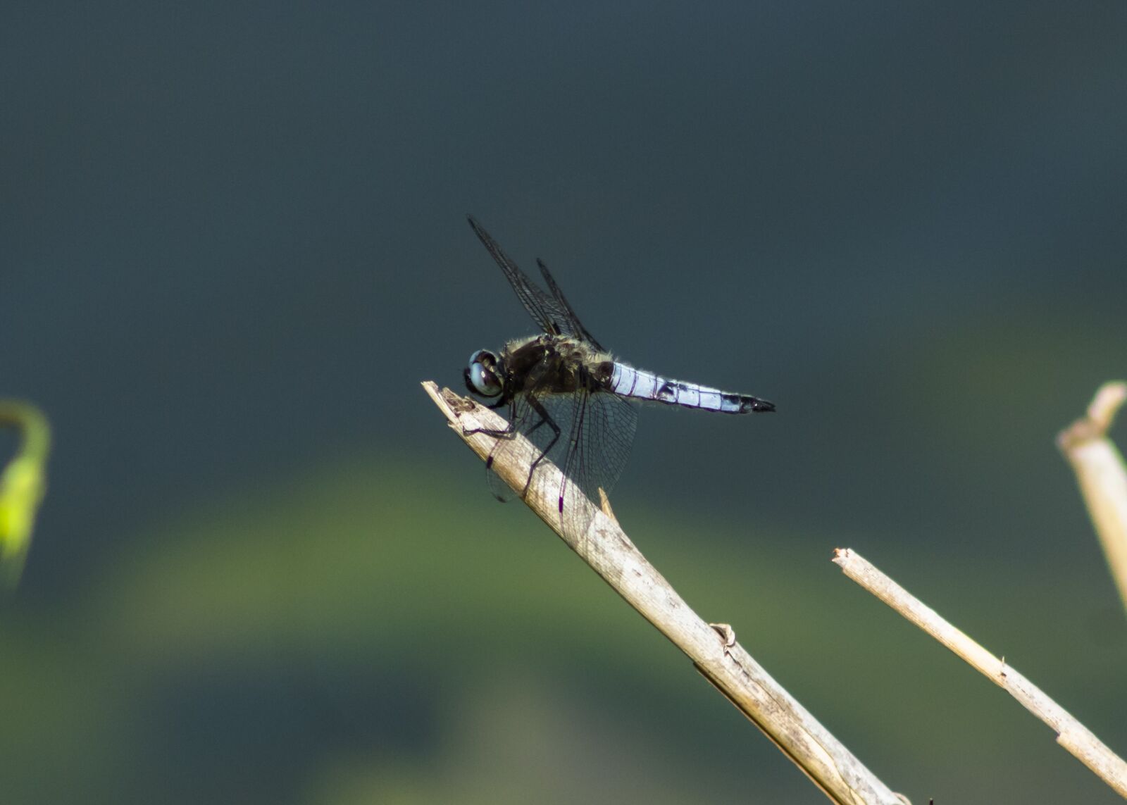 Canon EF75-300mm f/4-5.6 sample photo. Dragonfly, insect, macro photography