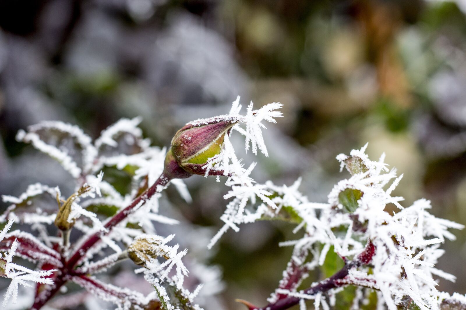 Canon EOS 600D (Rebel EOS T3i / EOS Kiss X5) + Canon EF 50mm F1.8 STM sample photo. Winter, icing, ice photography