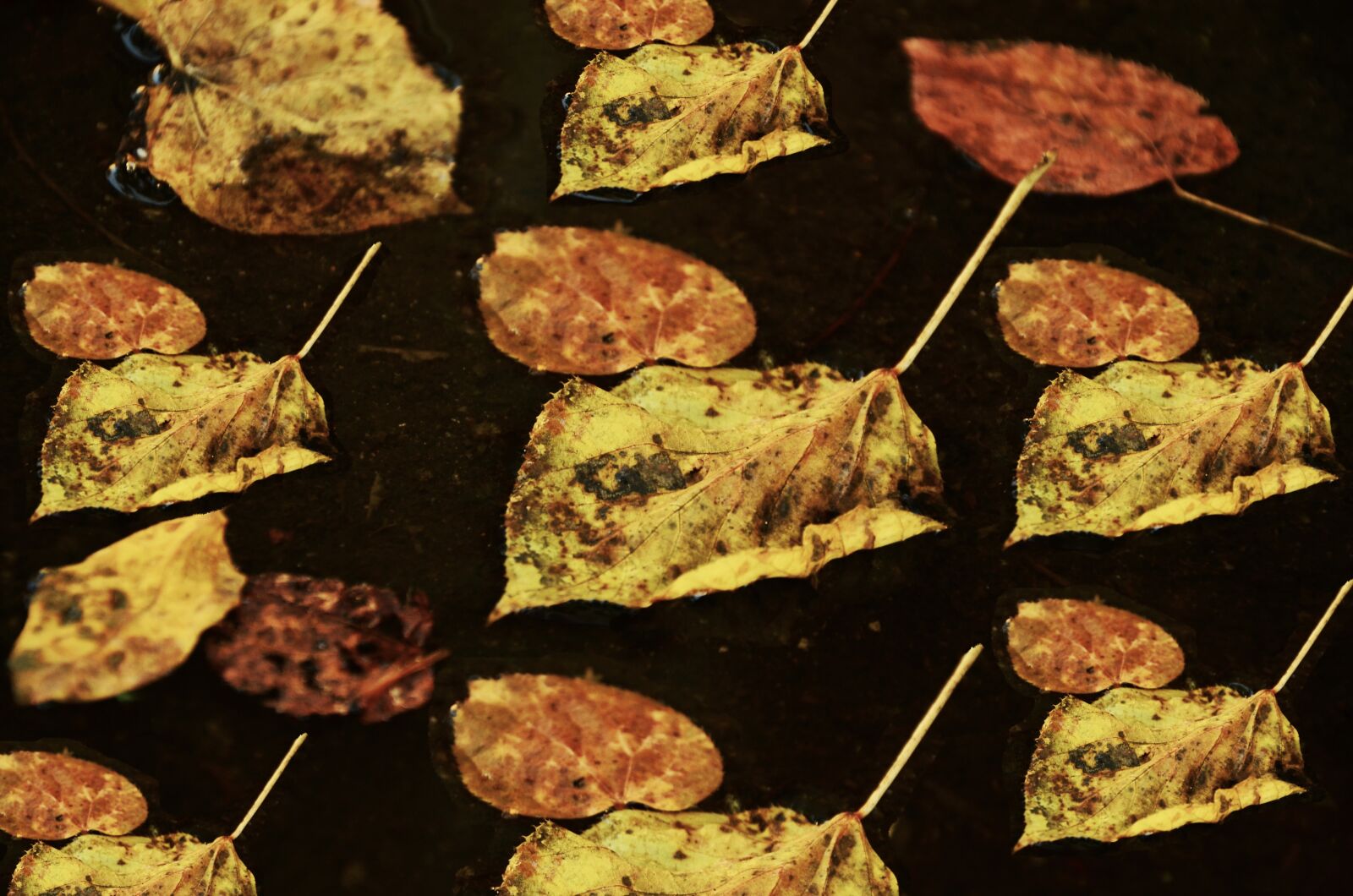 Nikon D5100 sample photo. Leaves, autumn, withered photography