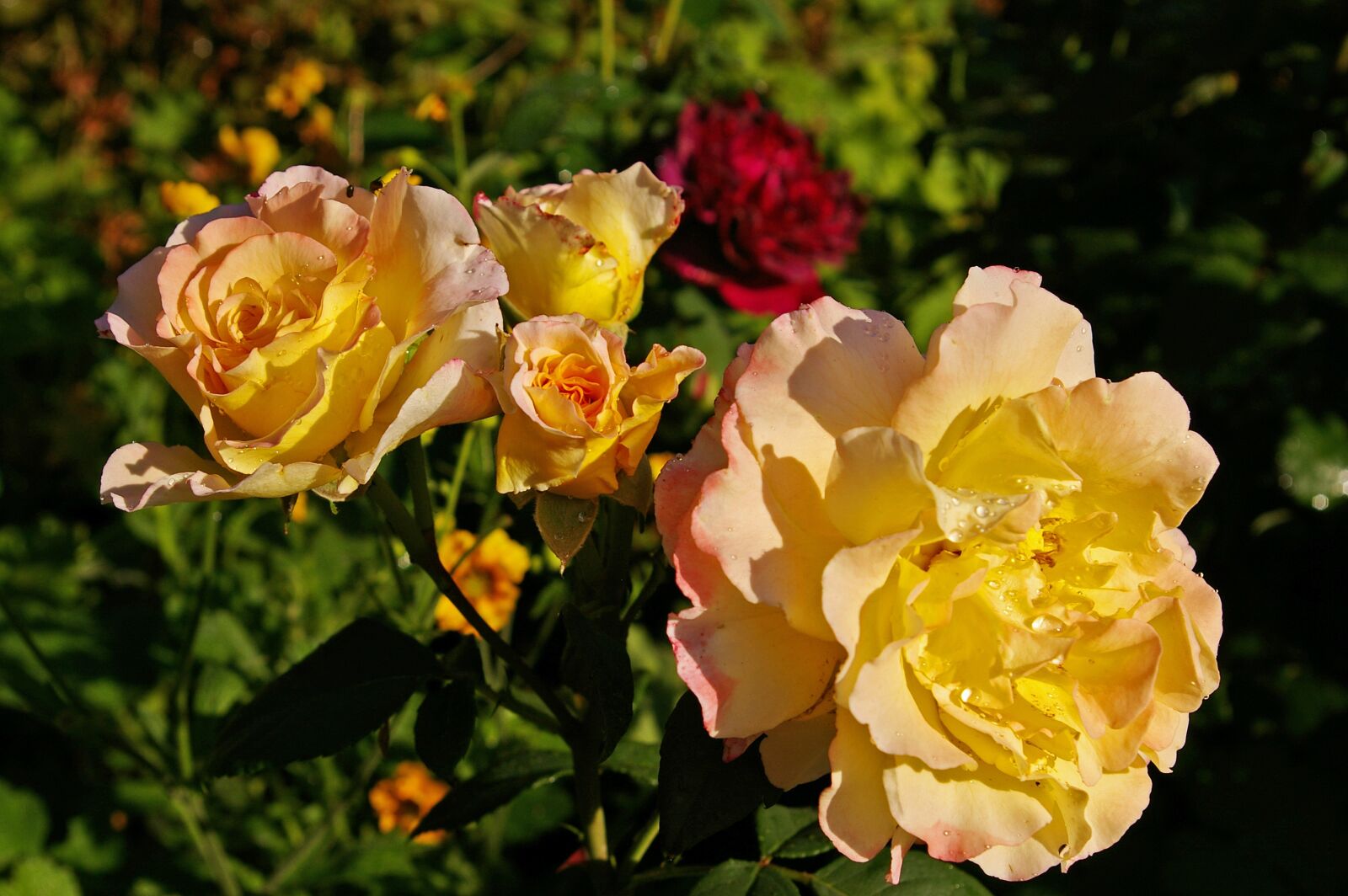 Pentax *ist DL2 sample photo. Rose, tender, flower bed photography