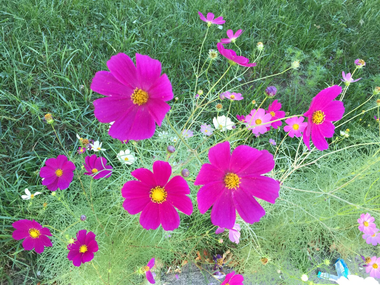 iPhone 6 Plus back camera 4.15mm f/2.2 sample photo