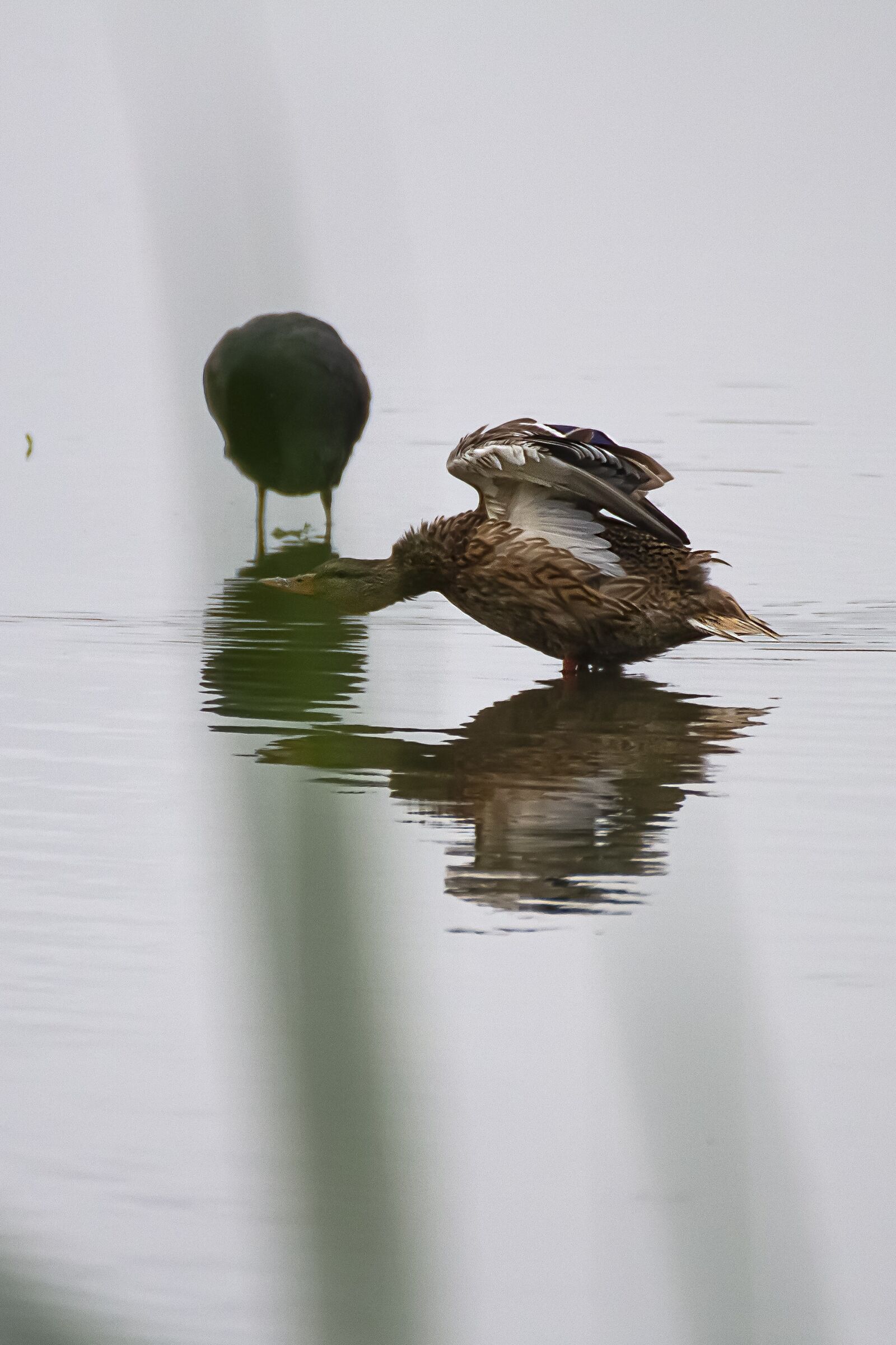 Canon EOS 7D sample photo. Bird, duck, nature photography