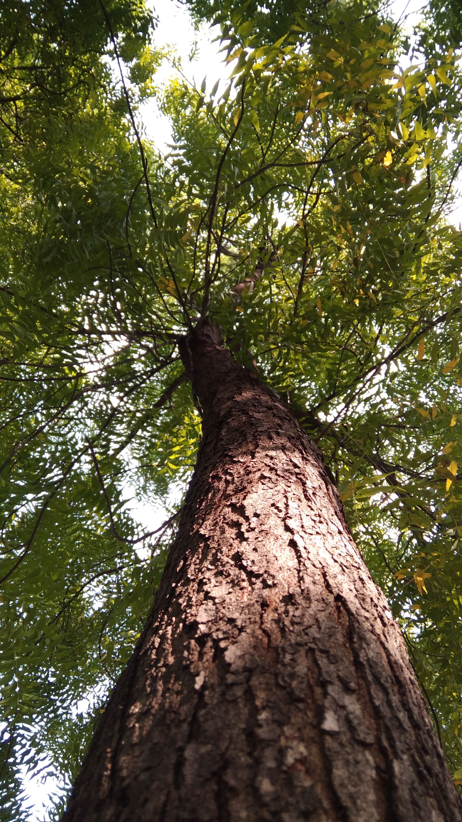 Xiaomi Redmi 8A Dual sample photo. Tree, natural, forest photography
