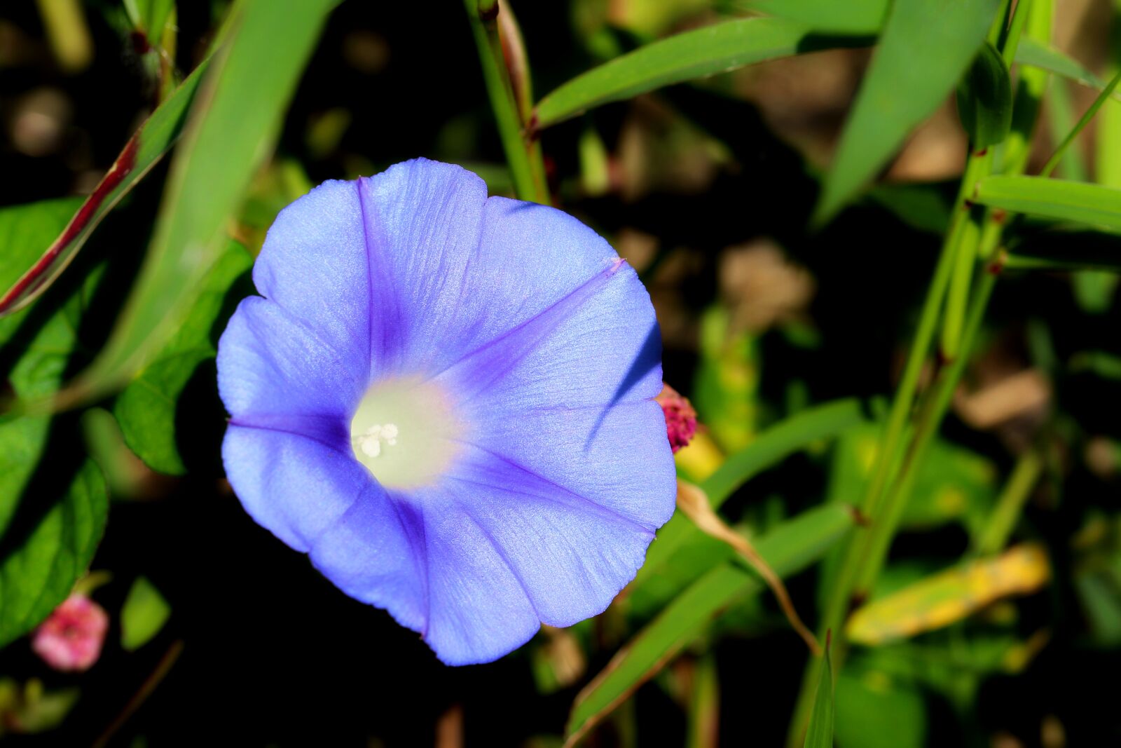 Canon EOS 7D Mark II + Canon EF 100mm F2.8L Macro IS USM sample photo. Morning glory, plants, flowers photography