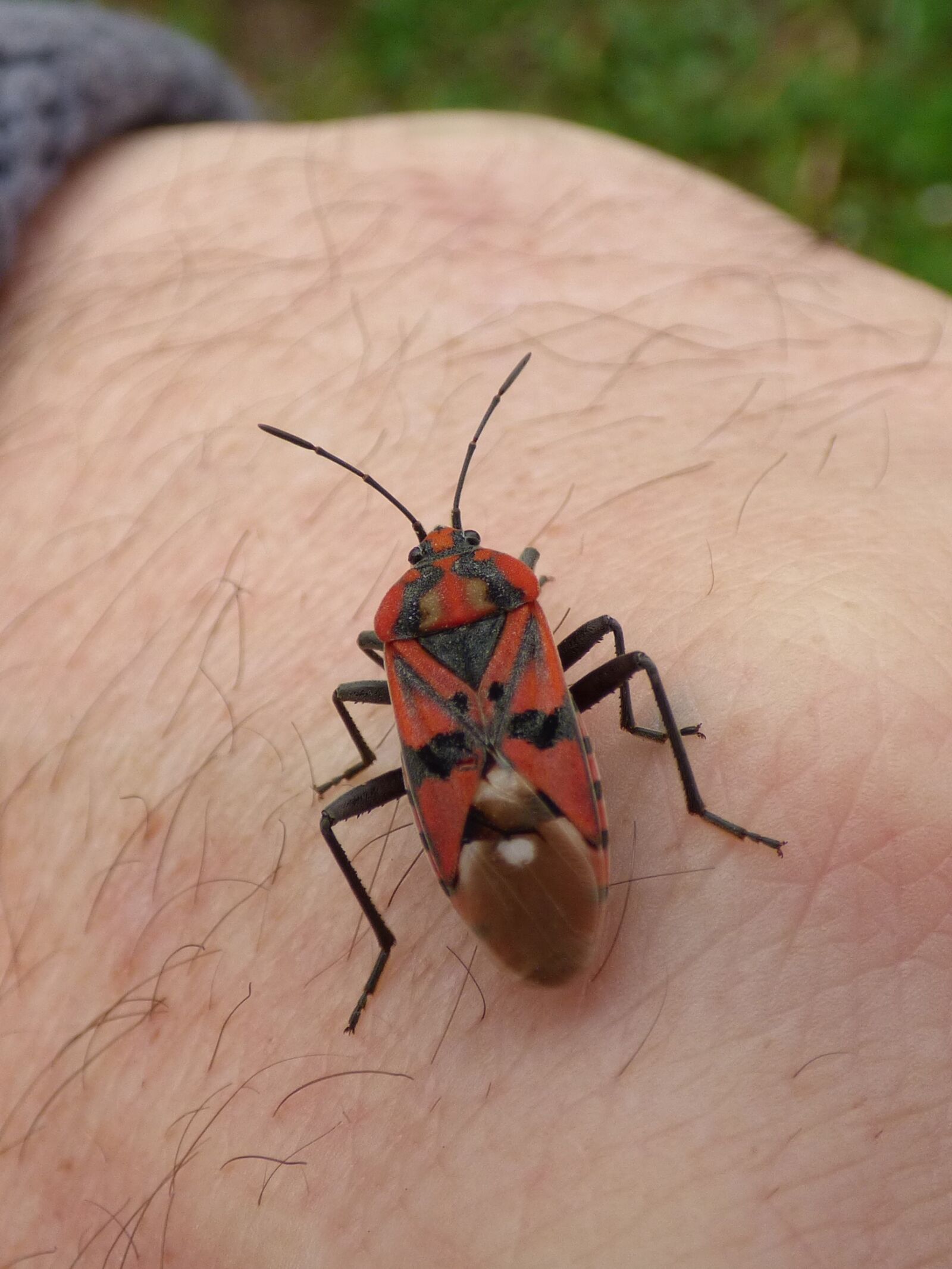 Panasonic Lumix DMC-FZ70 sample photo. Insect, beetle, red and photography
