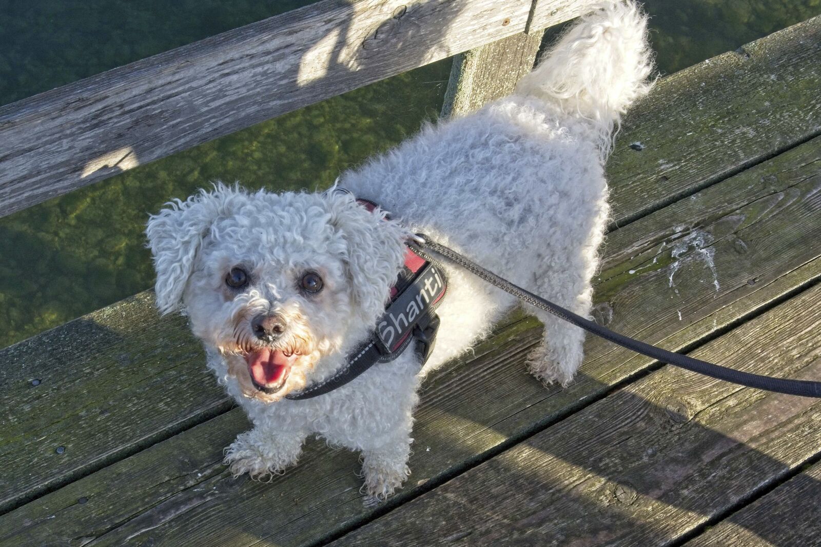 Nikon D7100 sample photo. Dog, bichon frise, bichon photography