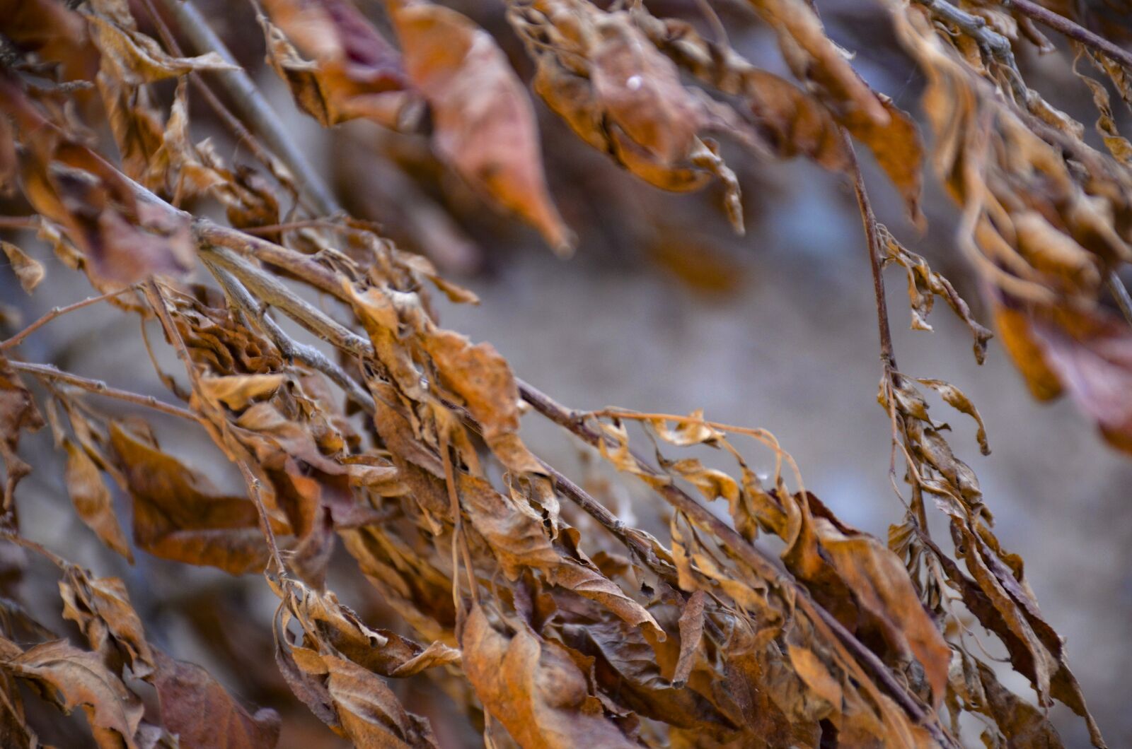 Nikon D7000 sample photo. Red leaf, texture, red photography