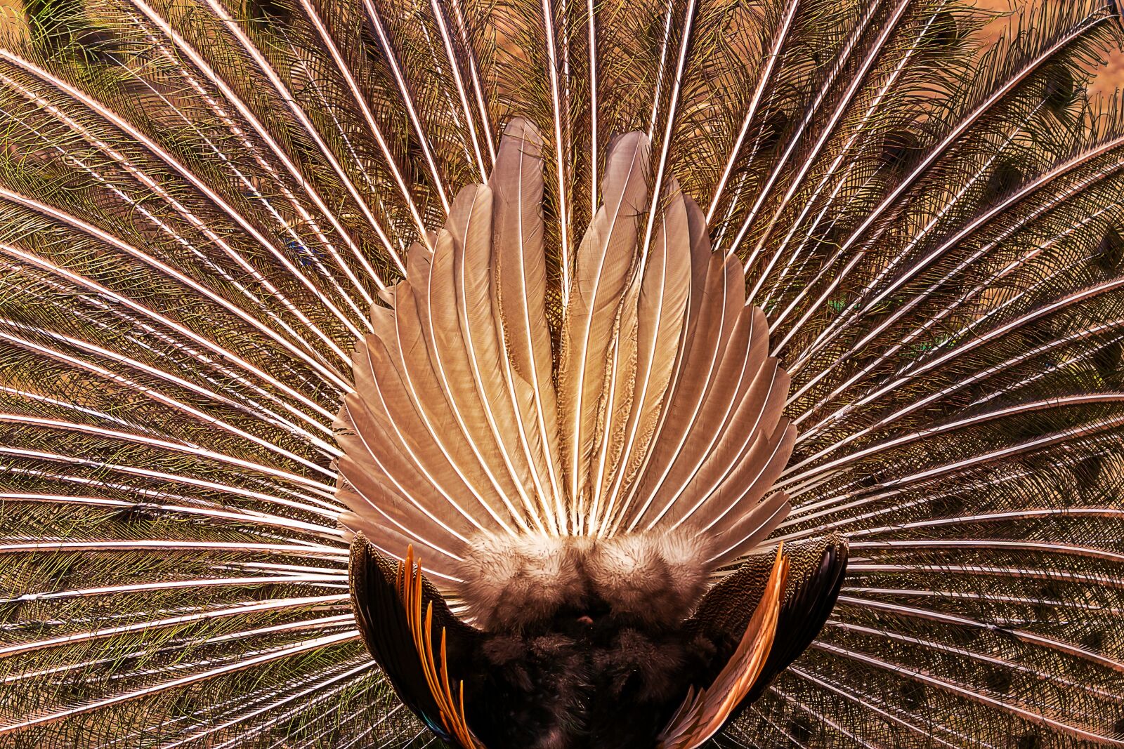 Sony a7 III sample photo. Animal, peacock, pattern photography