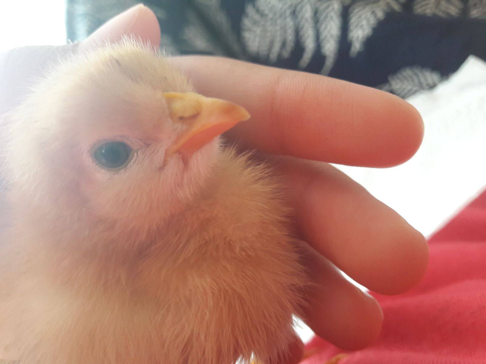 Samsung Galaxy A3(2016) sample photo. Chick, animals, sweet photography