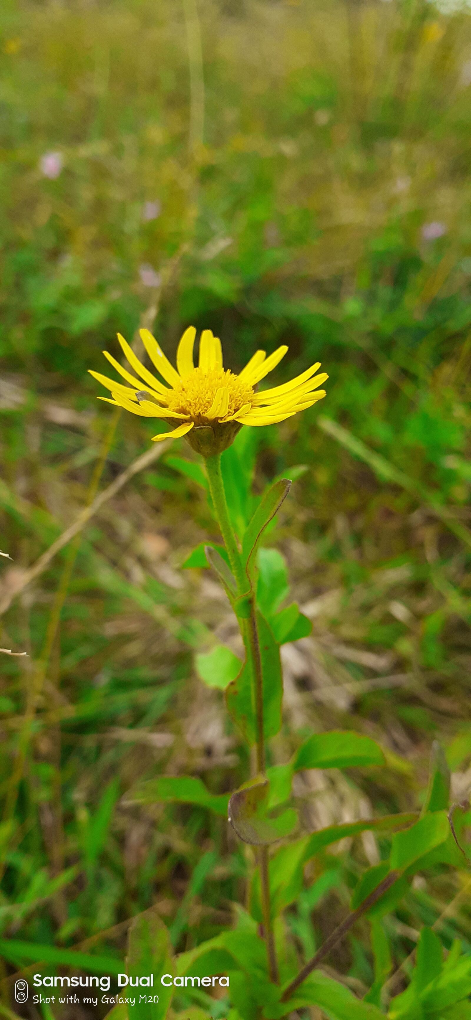 Samsung SM-M205F sample photo. Nature, flower, plant photography
