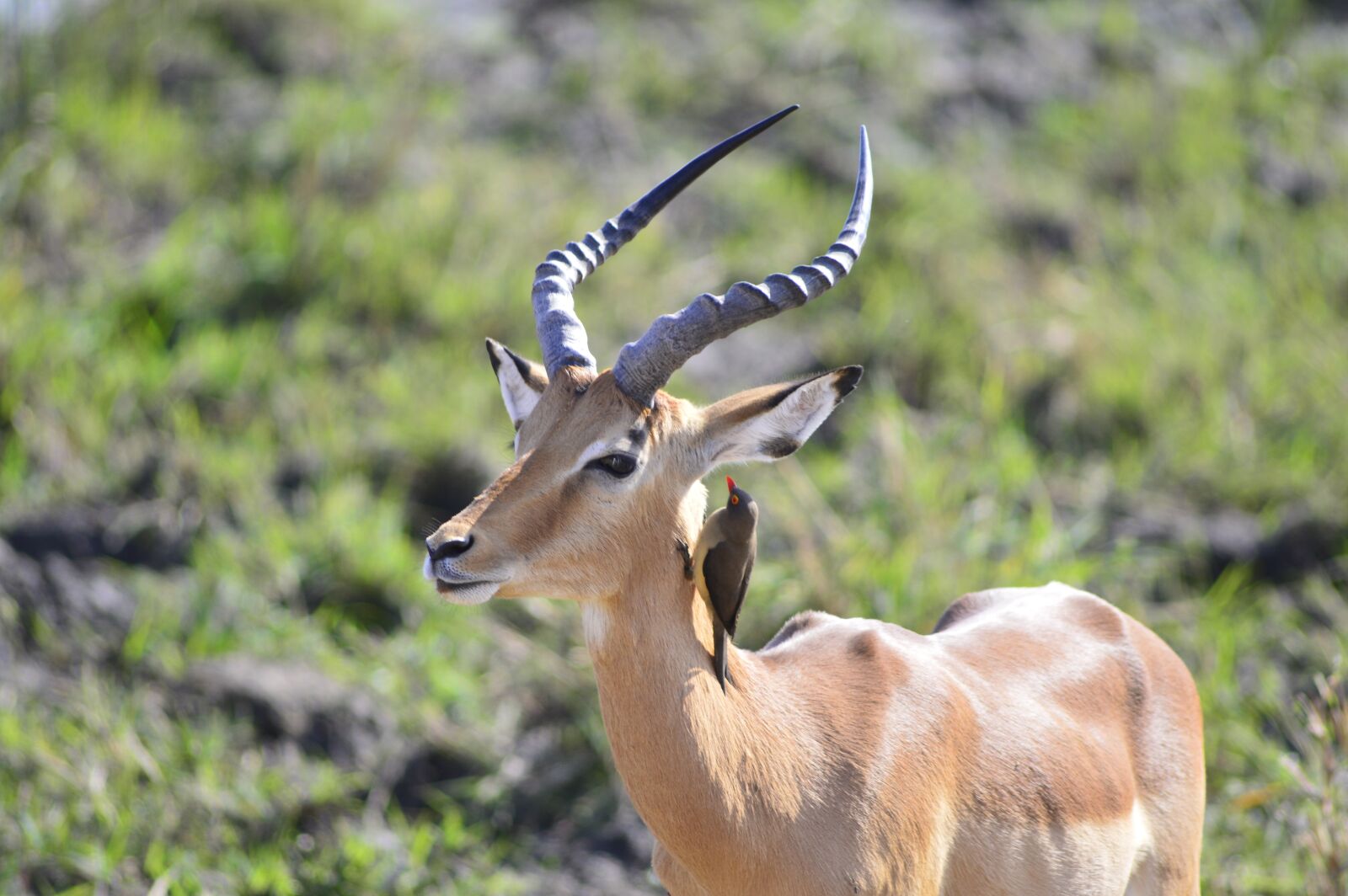Nikon D3200 sample photo. Impala, horns, red-billed ox photography