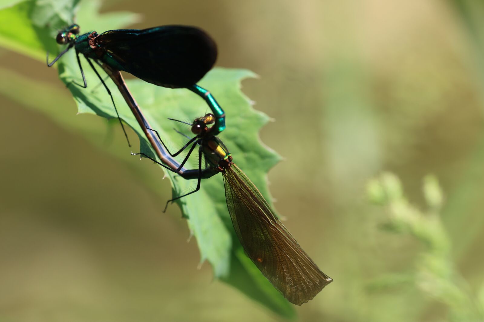Canon EOS 90D sample photo. Dragonfly, stream dragonfly, virgin photography