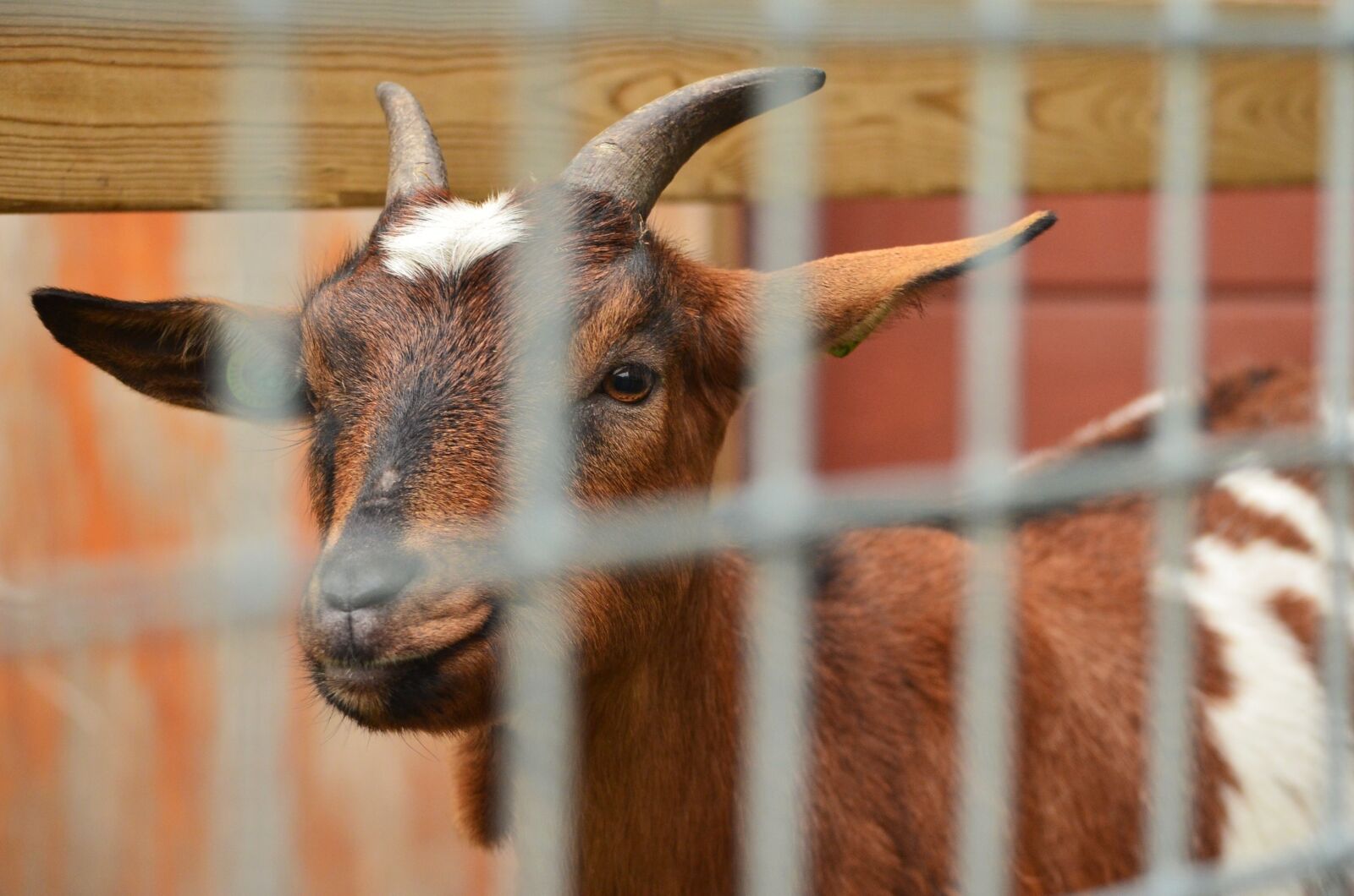 Nikon D5100 sample photo. Kid, curious, caught photography