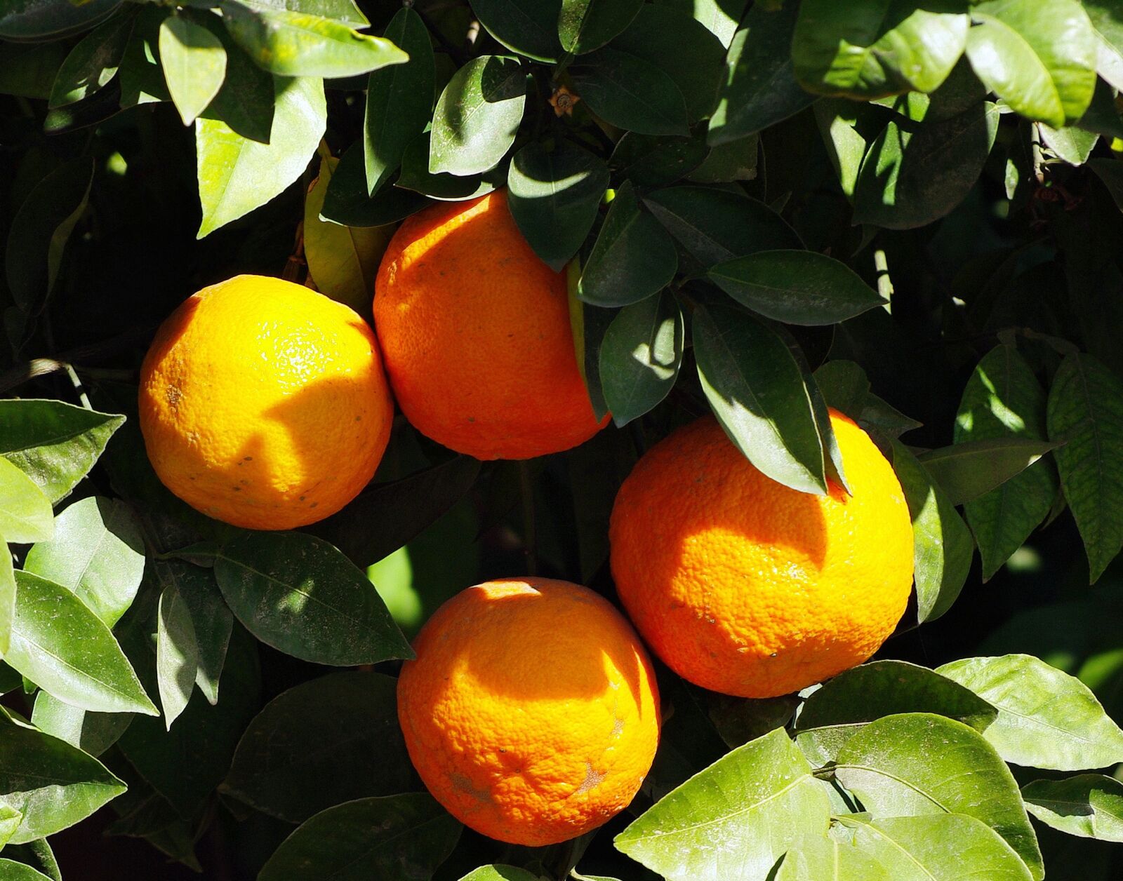Pentax K200D sample photo. Oranges, marrakech, fruit photography