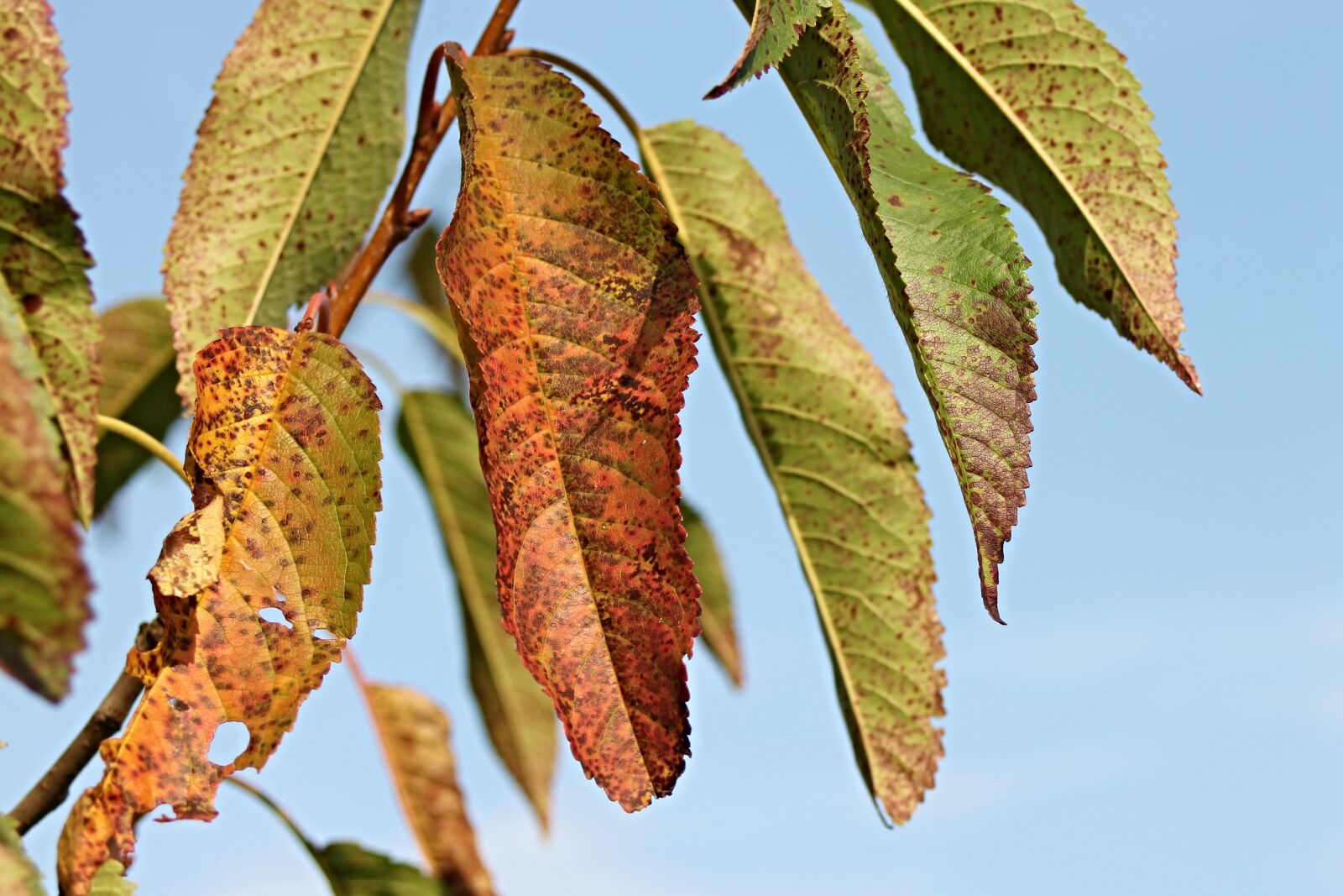 Canon EF 28-80mm f/3.5-5.6 sample photo. Leaves, cherry tree, fruit photography