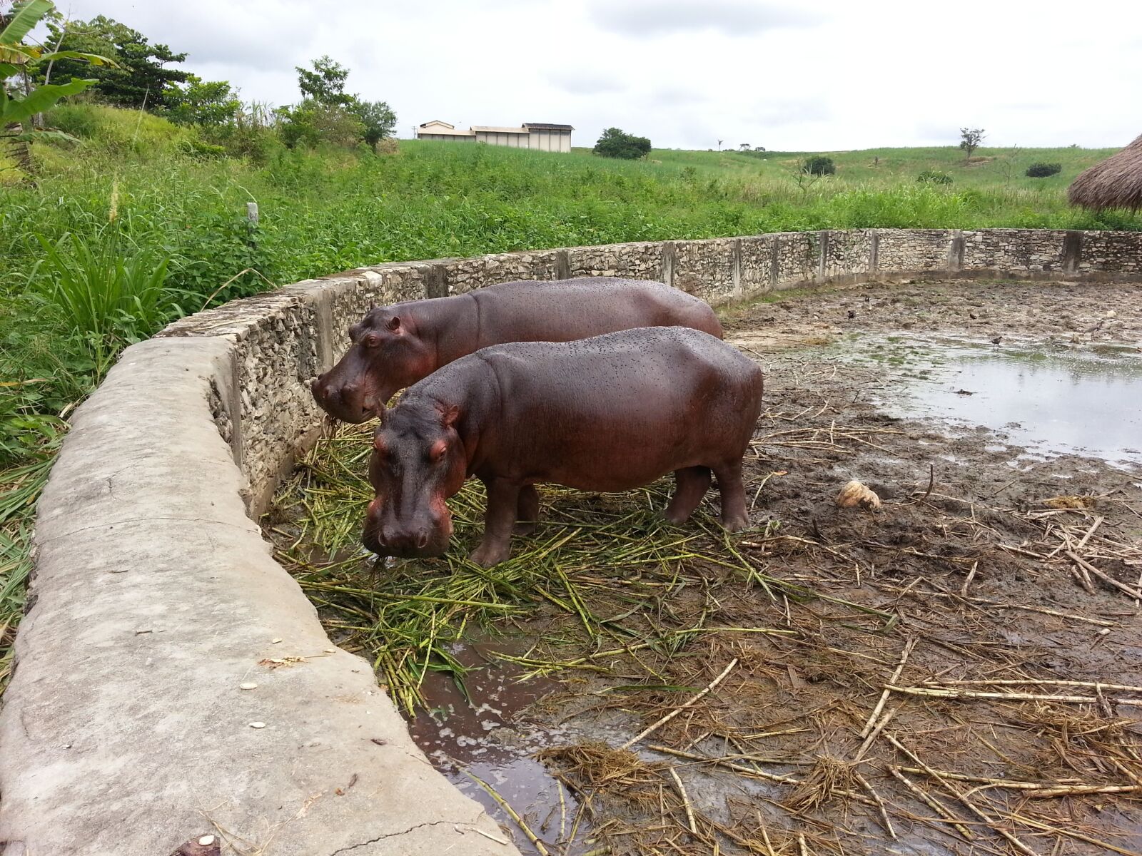 Samsung Galaxy Note2 sample photo. Hippo, mammal, hippopotamidae photography