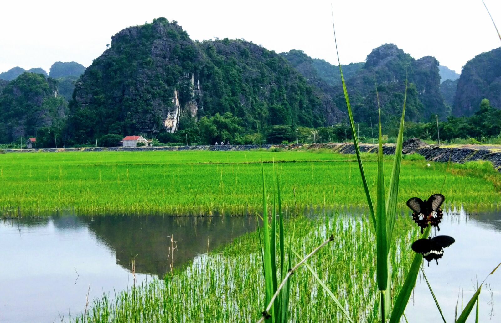 Xiaomi MI 5 sample photo. Vietnam, nature, green photography