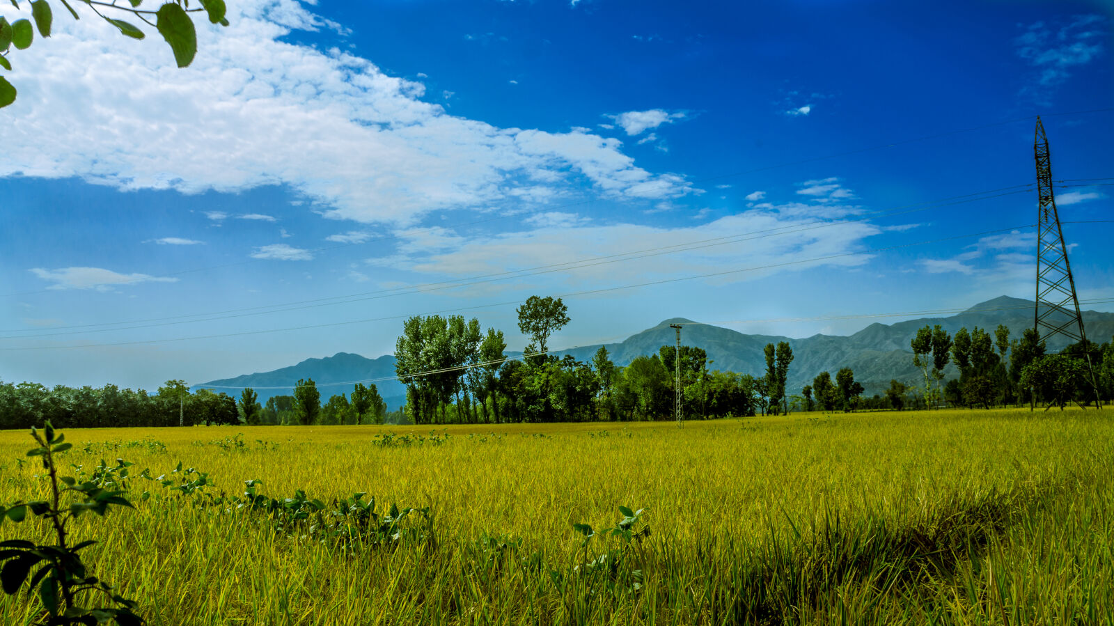 Sony Alpha NEX-5N sample photo. Green, rice, field, surrounded photography