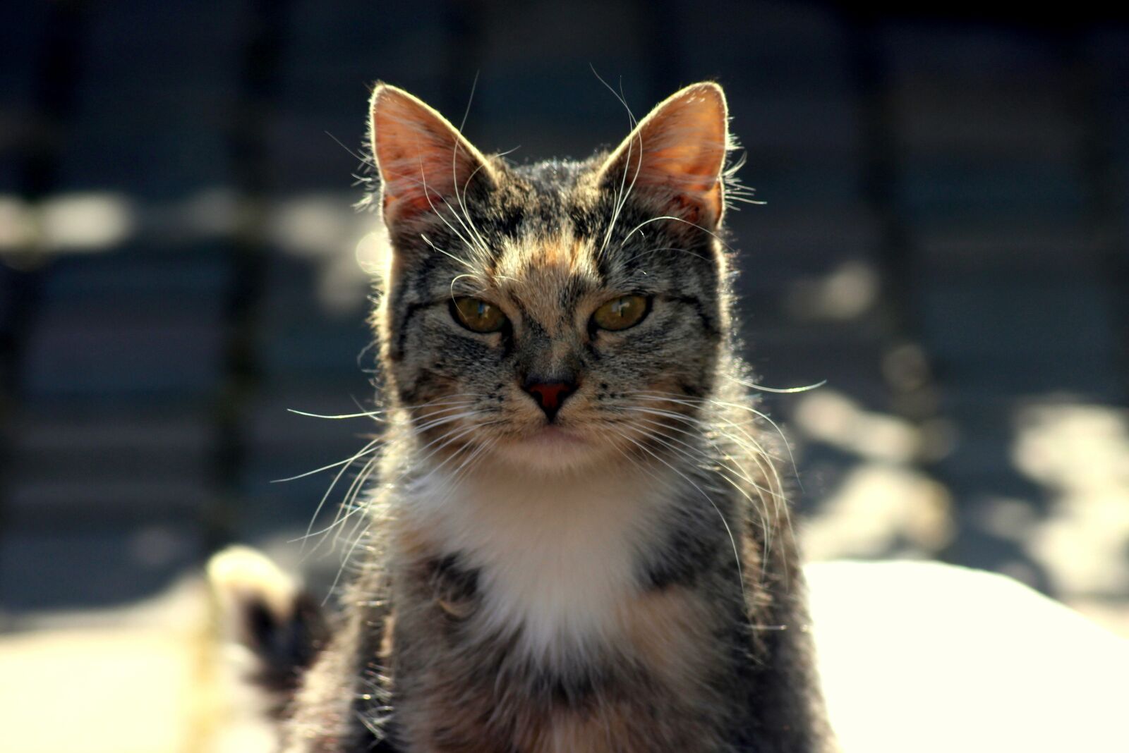 Canon EOS 1200D (EOS Rebel T5 / EOS Kiss X70 / EOS Hi) sample photo. Cat, animal, portrait photography