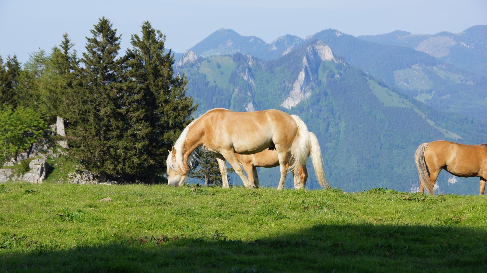 Sony SLT-A55 (SLT-A55V) sample photo. Horses, mountains, alm photography