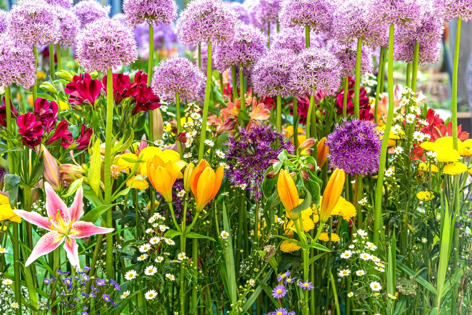 Nikon D600 sample photo. Flowers, iris, blossom photography
