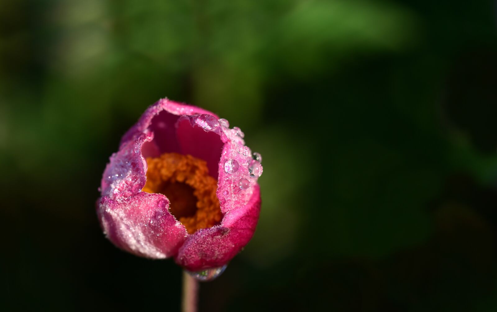 Nikon D750 sample photo. Anemone, flower, bud photography
