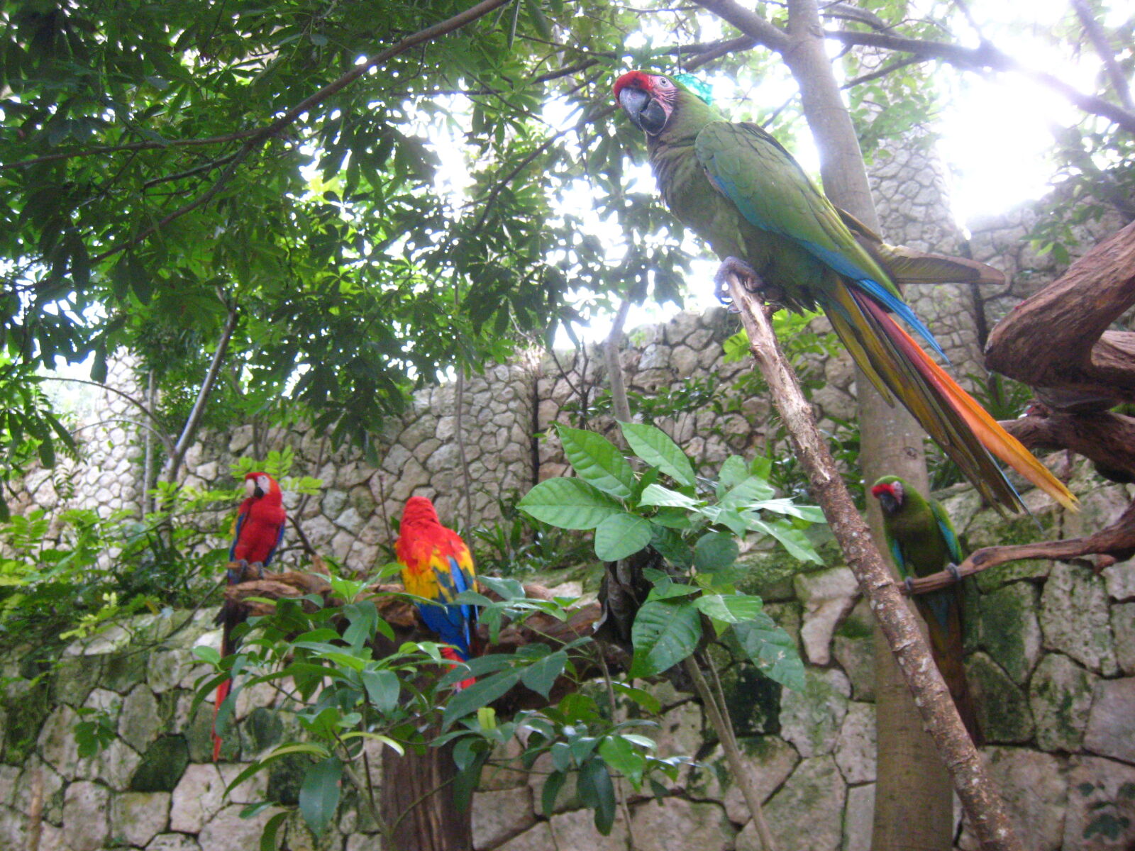 Canon POWERSHOT SD800 IS sample photo. Macaw, parrot photography