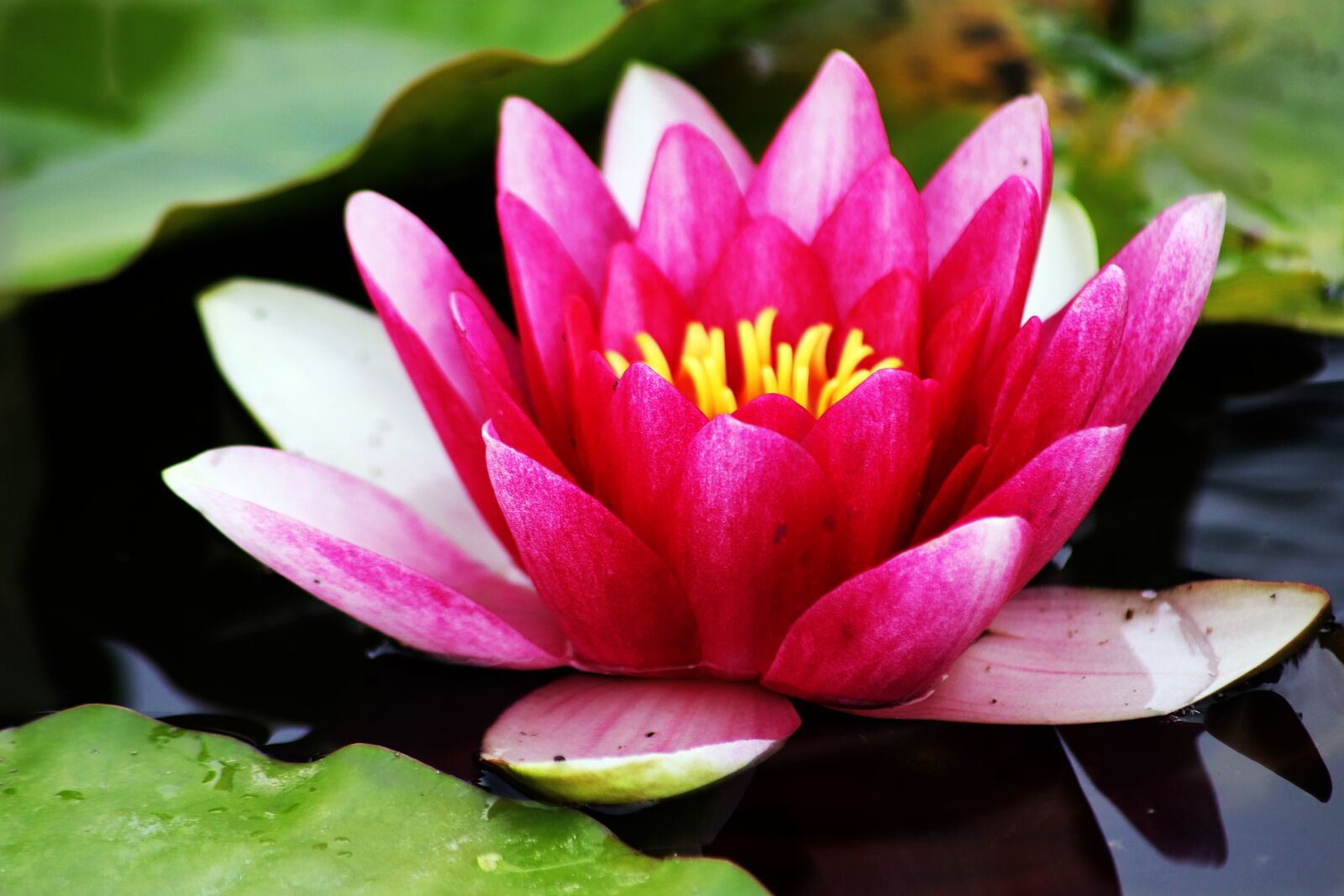 Canon EOS 200D (EOS Rebel SL2 / EOS Kiss X9) sample photo. Water lily, summer, flower photography