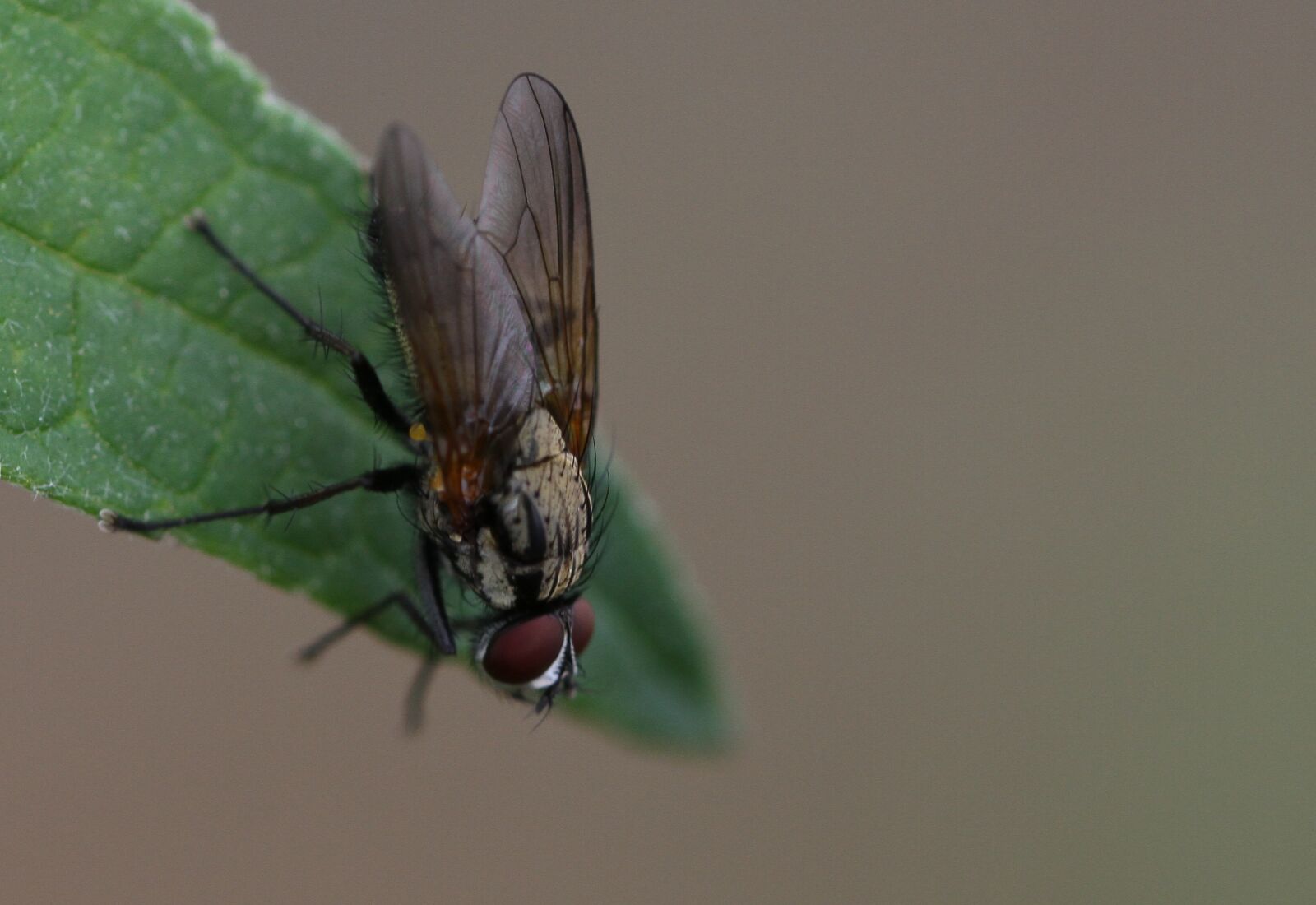 Canon EOS 7D sample photo. Fly, mouchette, insect photography