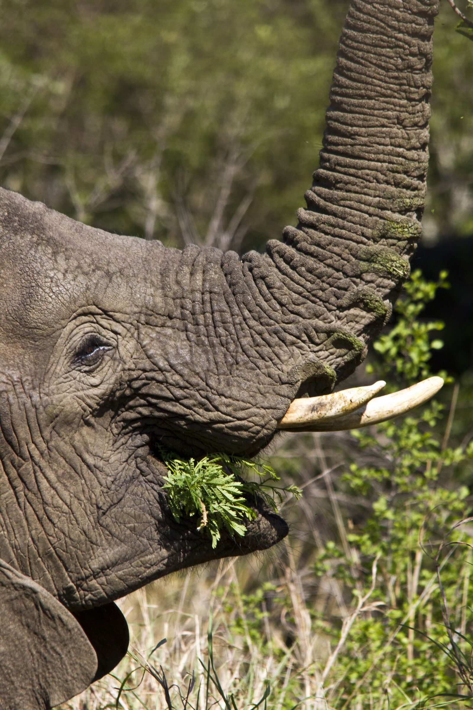 Canon EOS 7D sample photo. South africa, kruger national photography
