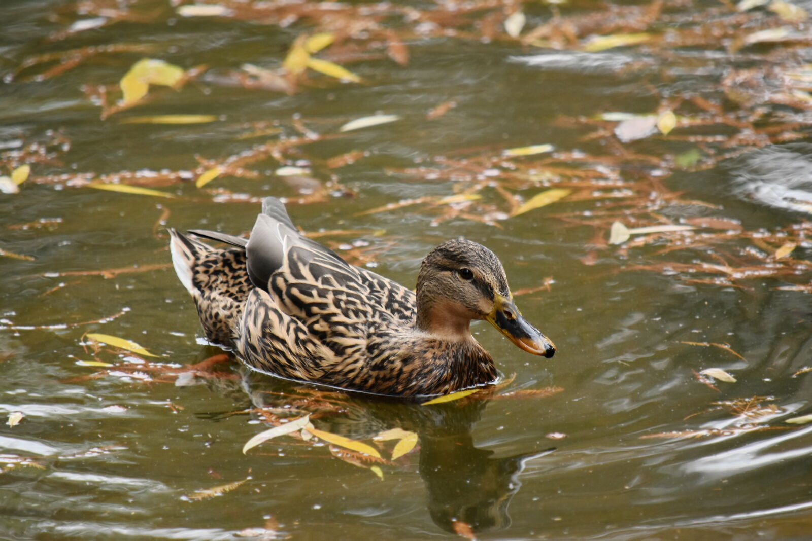 Nikon D5500 sample photo. Autumn season, duck, natural photography