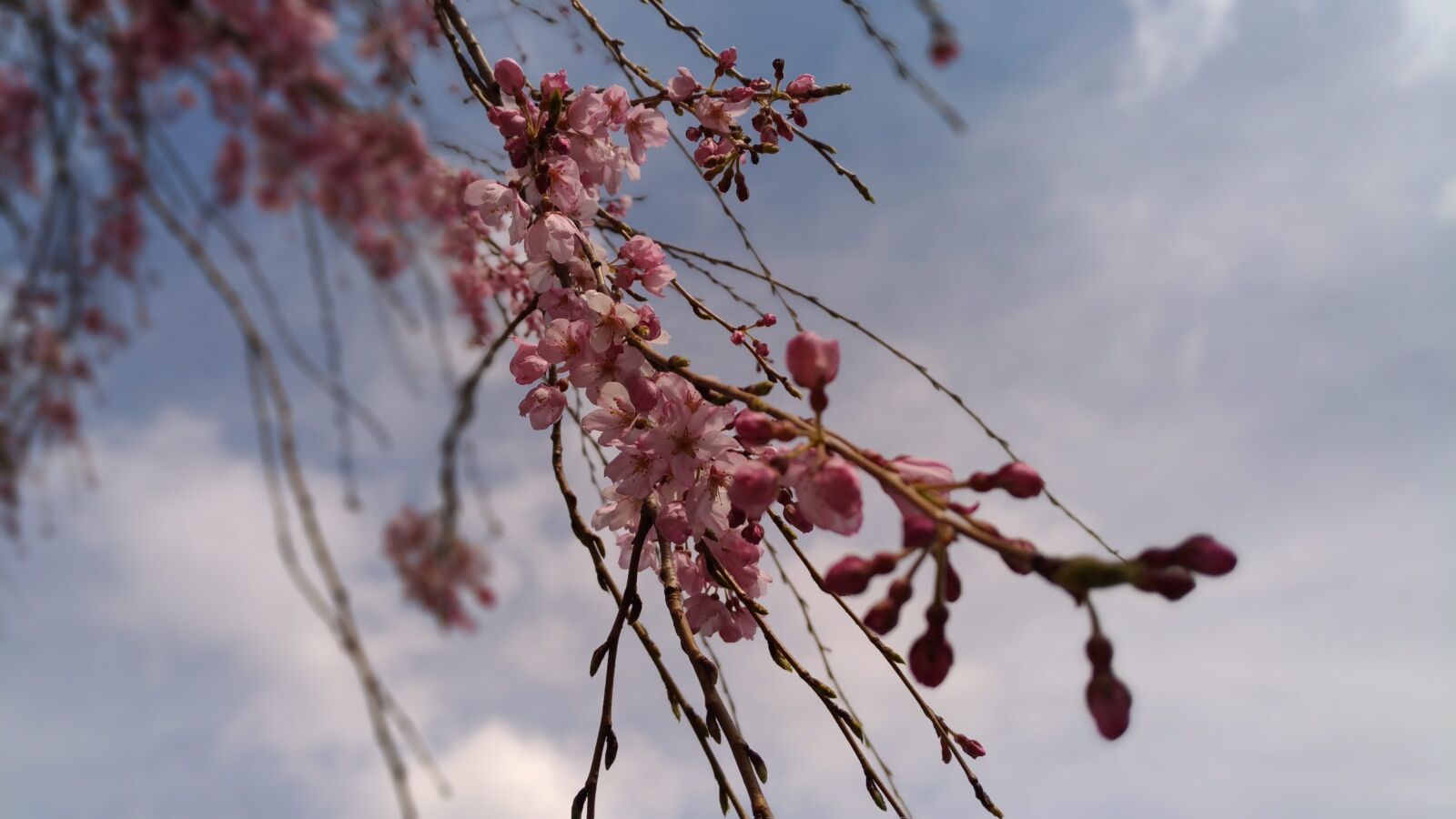 ASUS ZenFone 3 (ZE520KL) sample photo. Cherry blossoms, pink flower photography