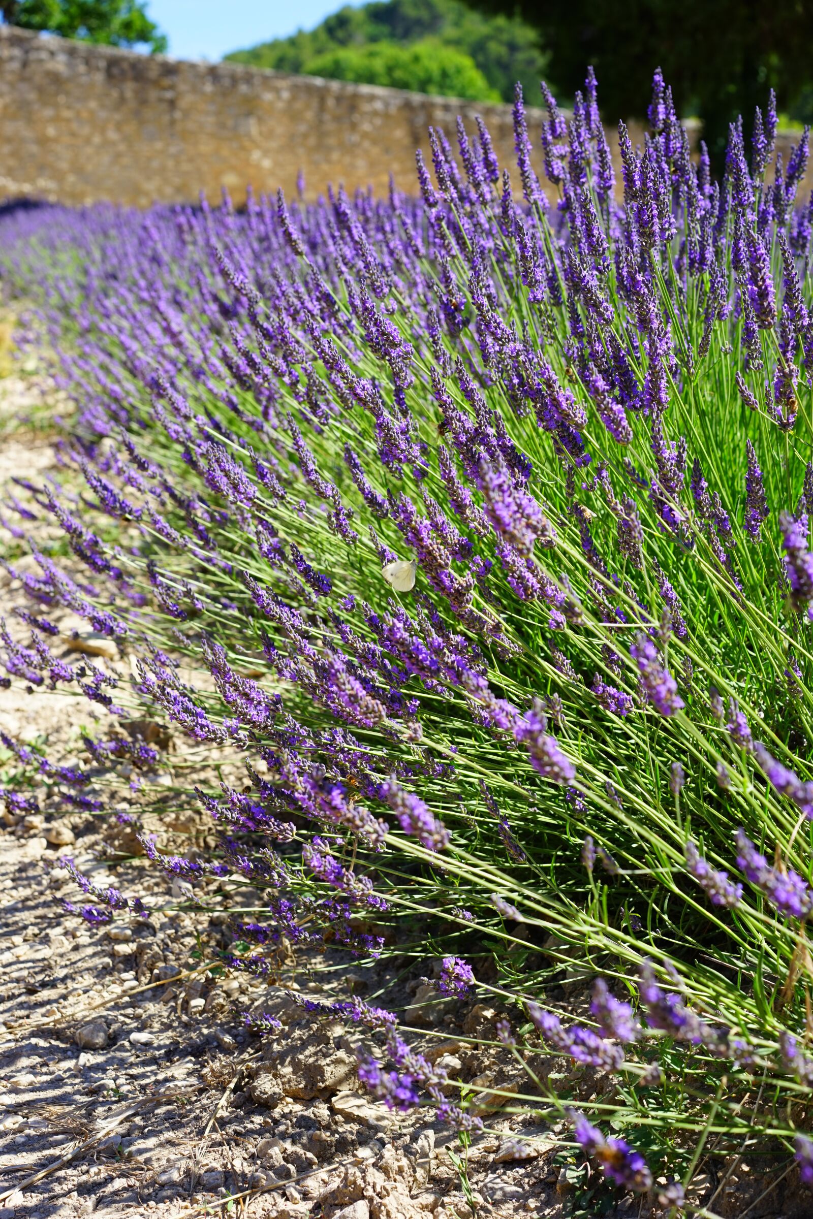 Sony a7 sample photo. Lavender field, flowers, purple photography