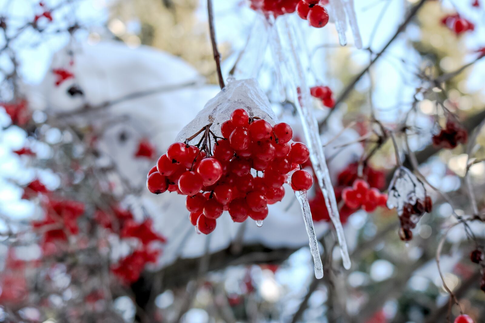 Canon EOS 750D (EOS Rebel T6i / EOS Kiss X8i) sample photo. Winter, ice, tree photography