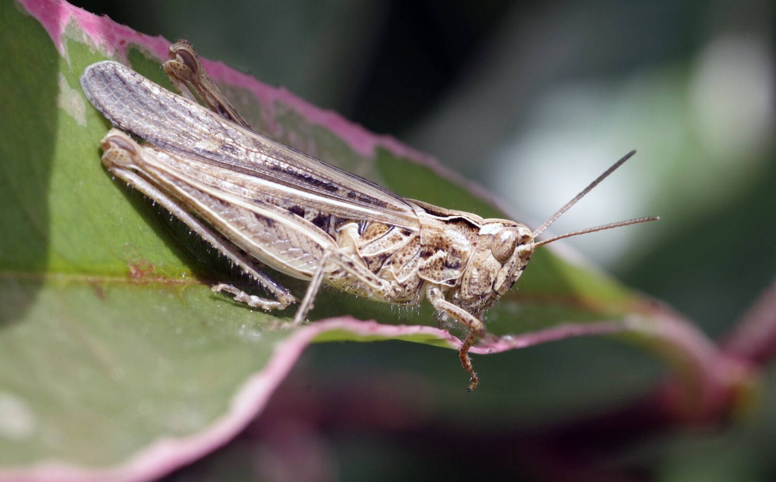 Pentax K-S1 sample photo. Grasshopper, garden, field grasshopper photography