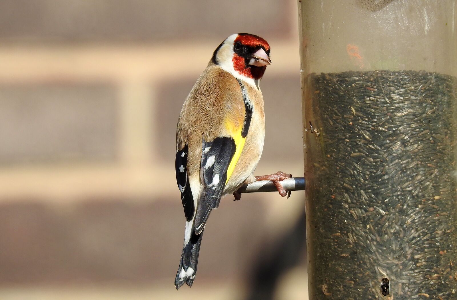 Nikon Coolpix P900 sample photo. Bird, wildlife, nature photography