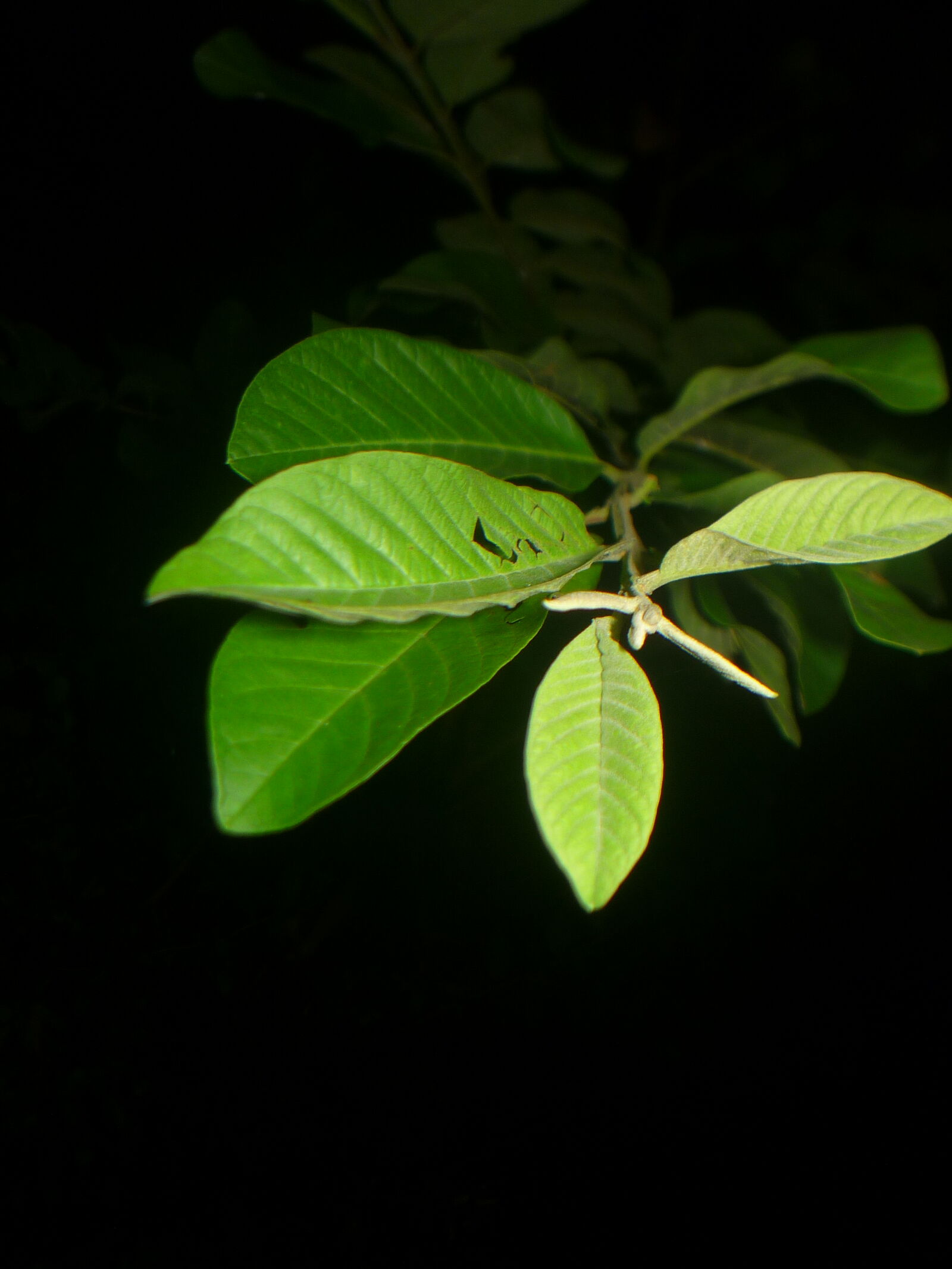 Panasonic DMC-LS85 sample photo. "flashing some leaves" photography