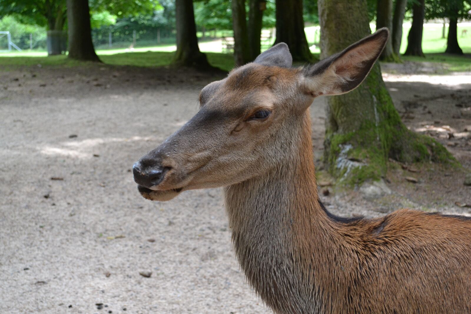 Nikon D3100 sample photo. Roe deer, zoo, animal photography