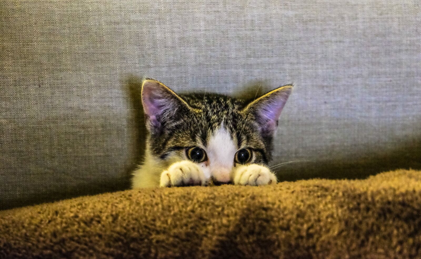 Fujifilm X-E2 sample photo. Kitten, animal, pet photography