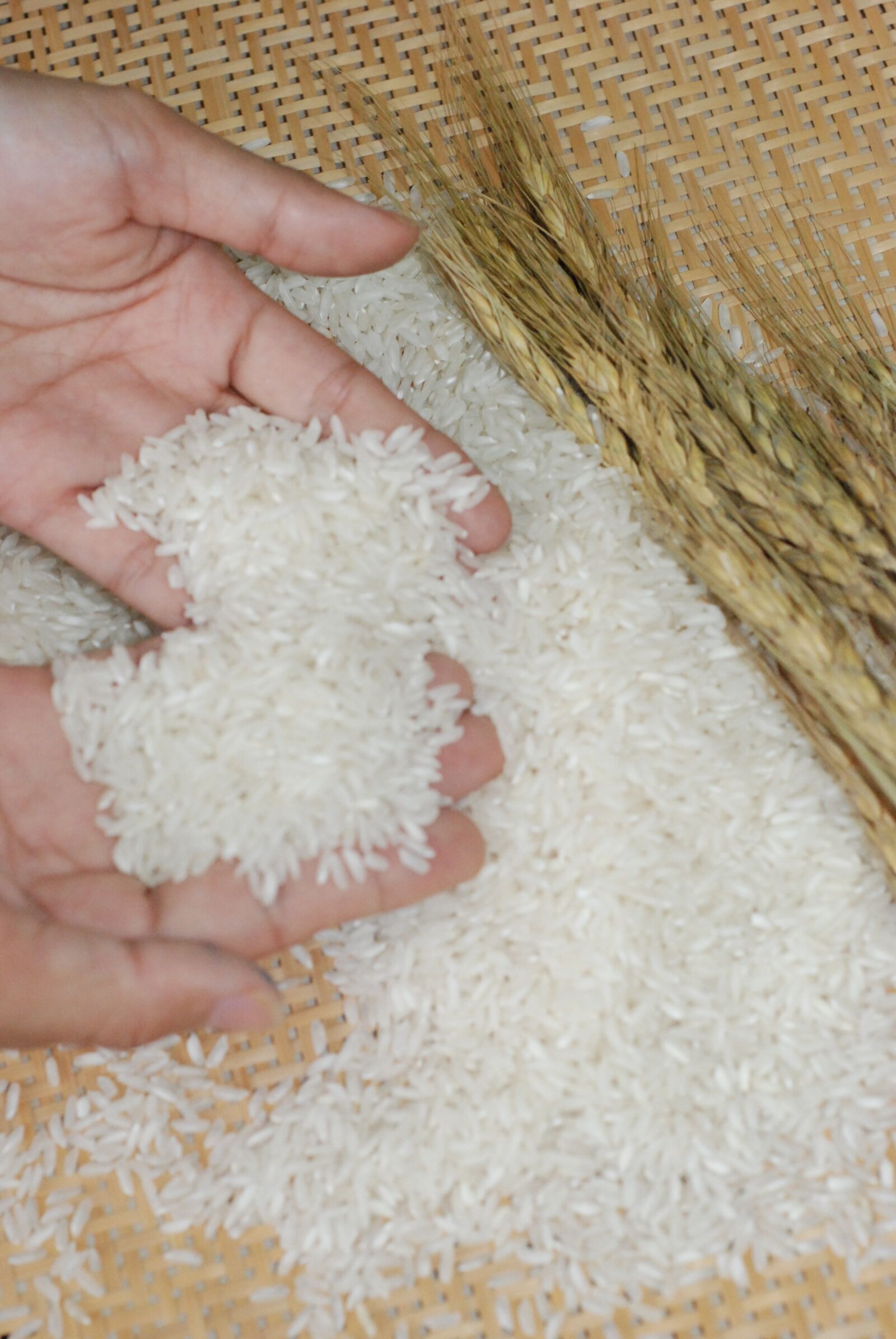 Nikon D80 sample photo. Rice, delifa, ha photography