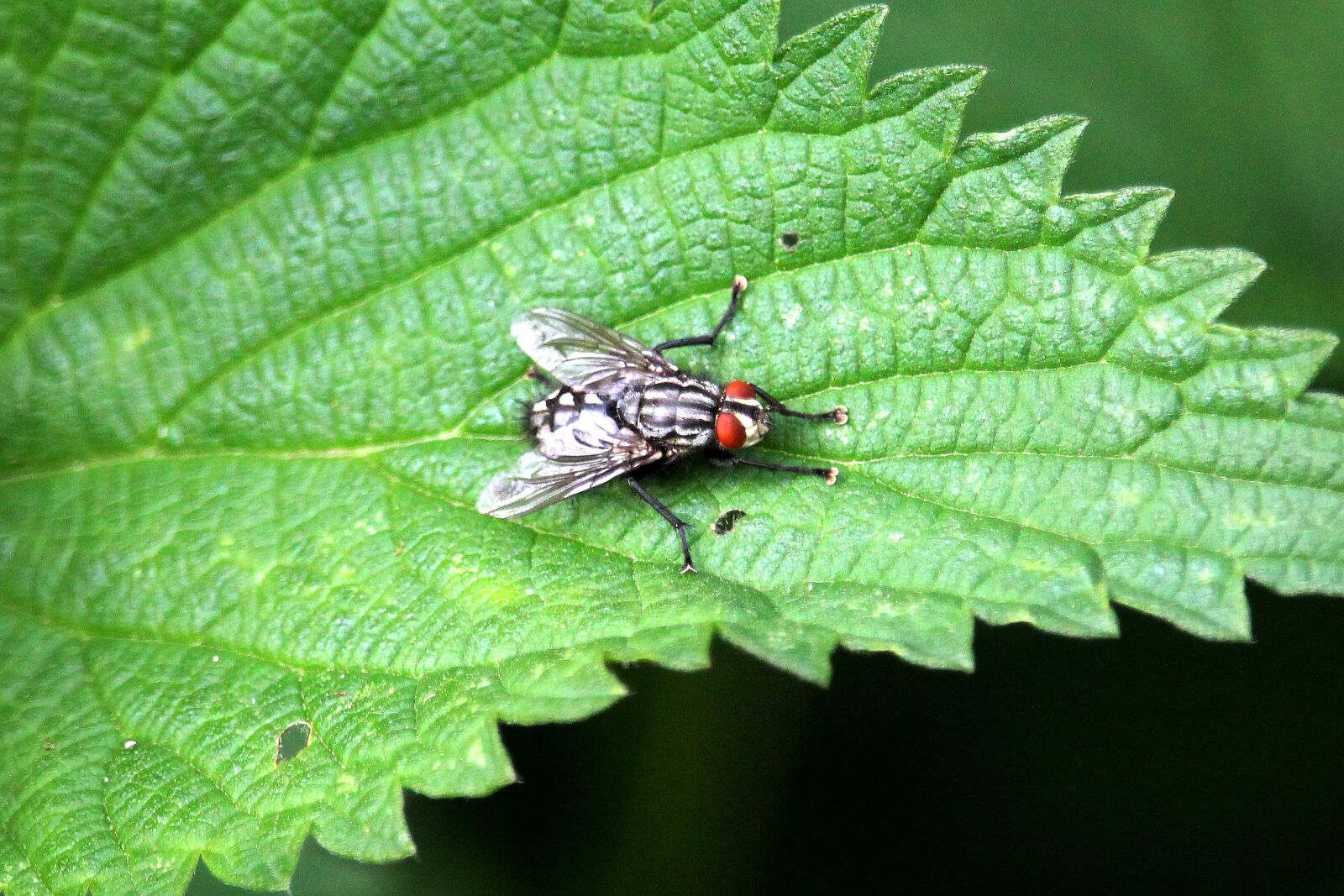 Canon EF-S 55-250mm F4-5.6 IS STM sample photo. Fly, leaf, close up photography