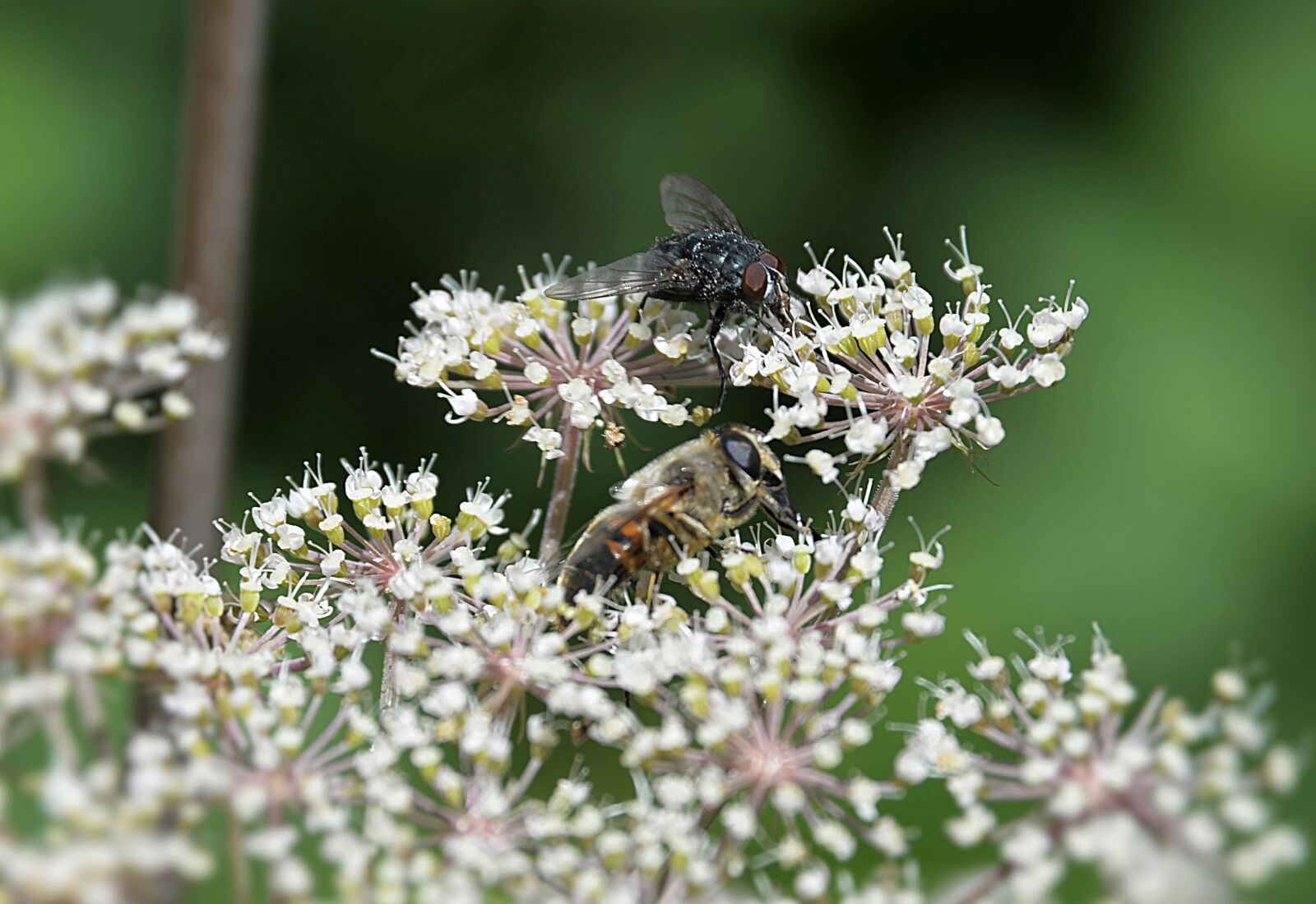 Nikon D610 sample photo. Fly, arrow cross, bee photography