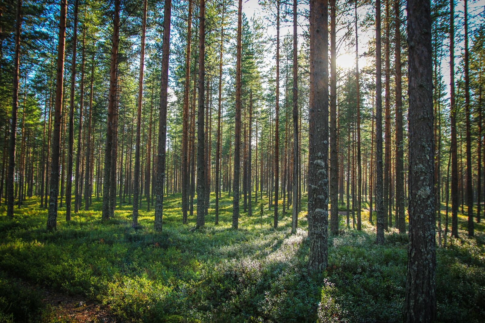 Canon EOS 70D sample photo. Forest, trees, nature photography